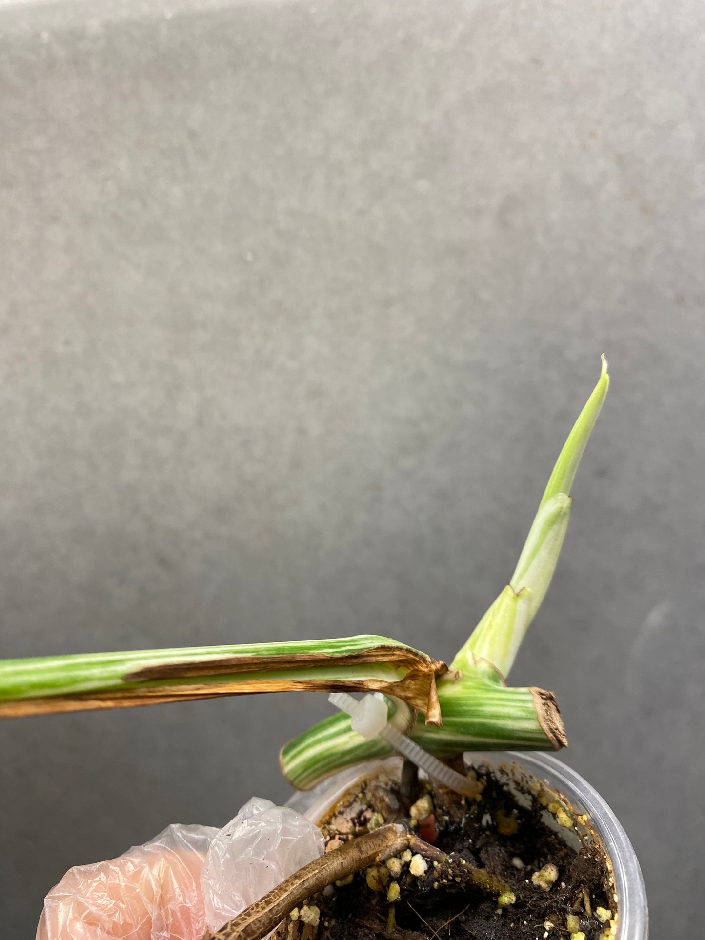 🌿 Monstera albo variegata (mid-cut)