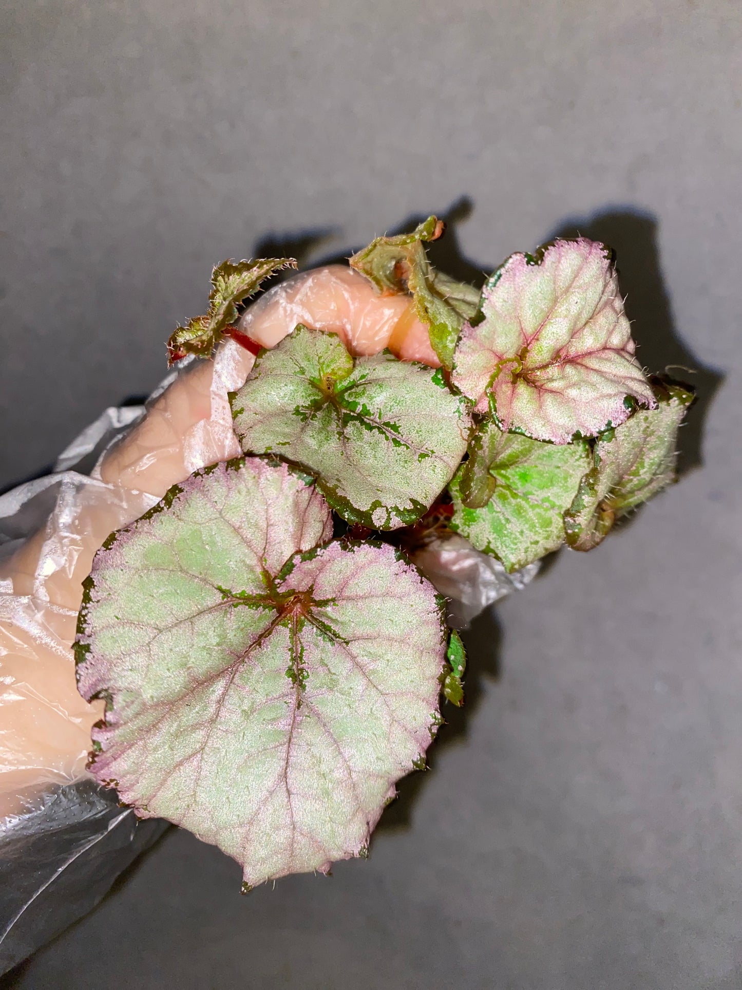 🌿 Begonia ‘DS Amor Amor’