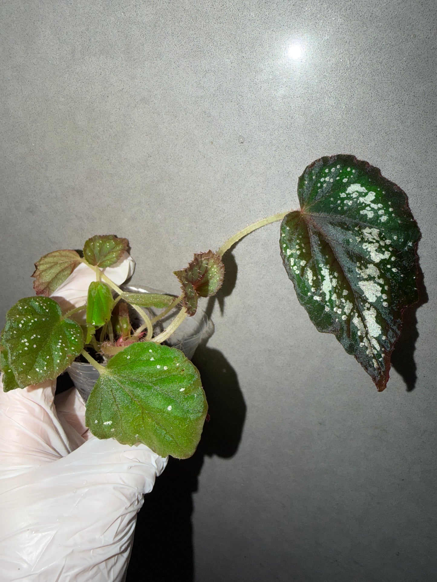 🌿Begonia ’Helen Lewis‘