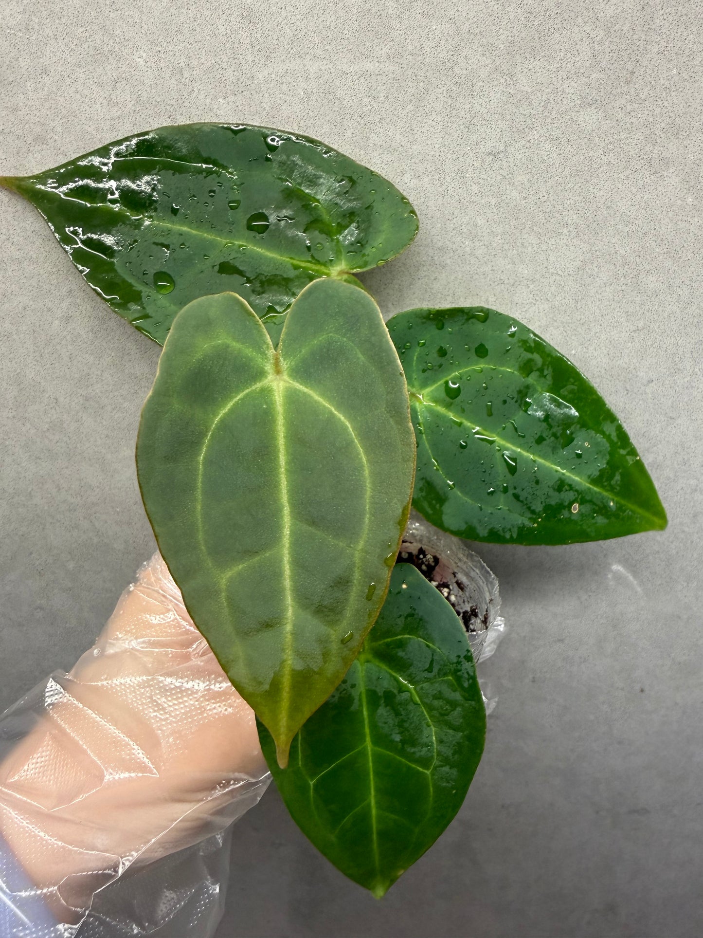 🌿Black Crystallinum* Anthurium Aos