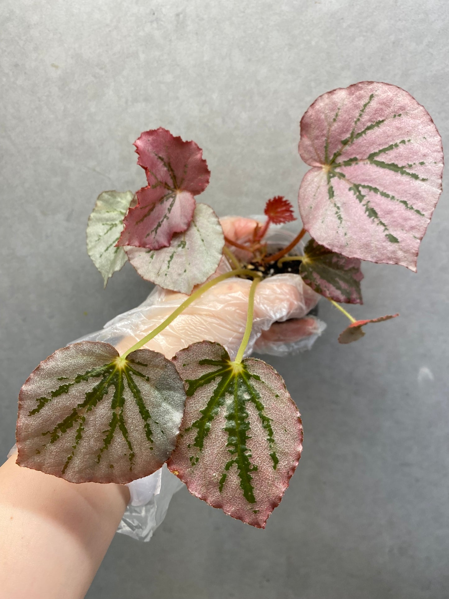 ๐ฟ Begonia 'Martin Mystery'