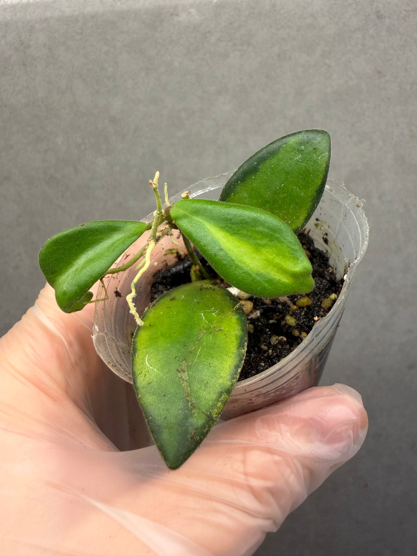 Hoya SP. Burtoniae Variegated