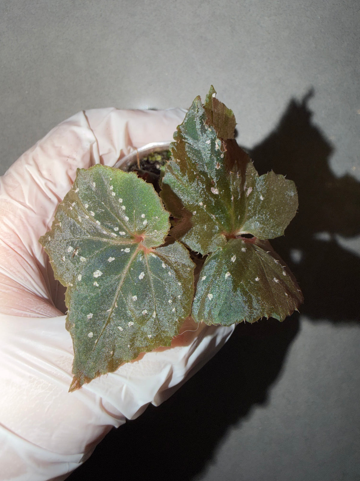 🌿 Begonia ’Ikazuchi‘