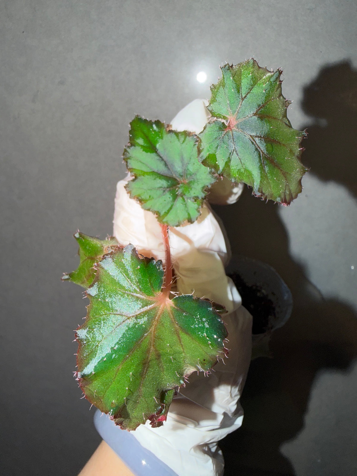 🌿Begonia ‘DS-Cuba’