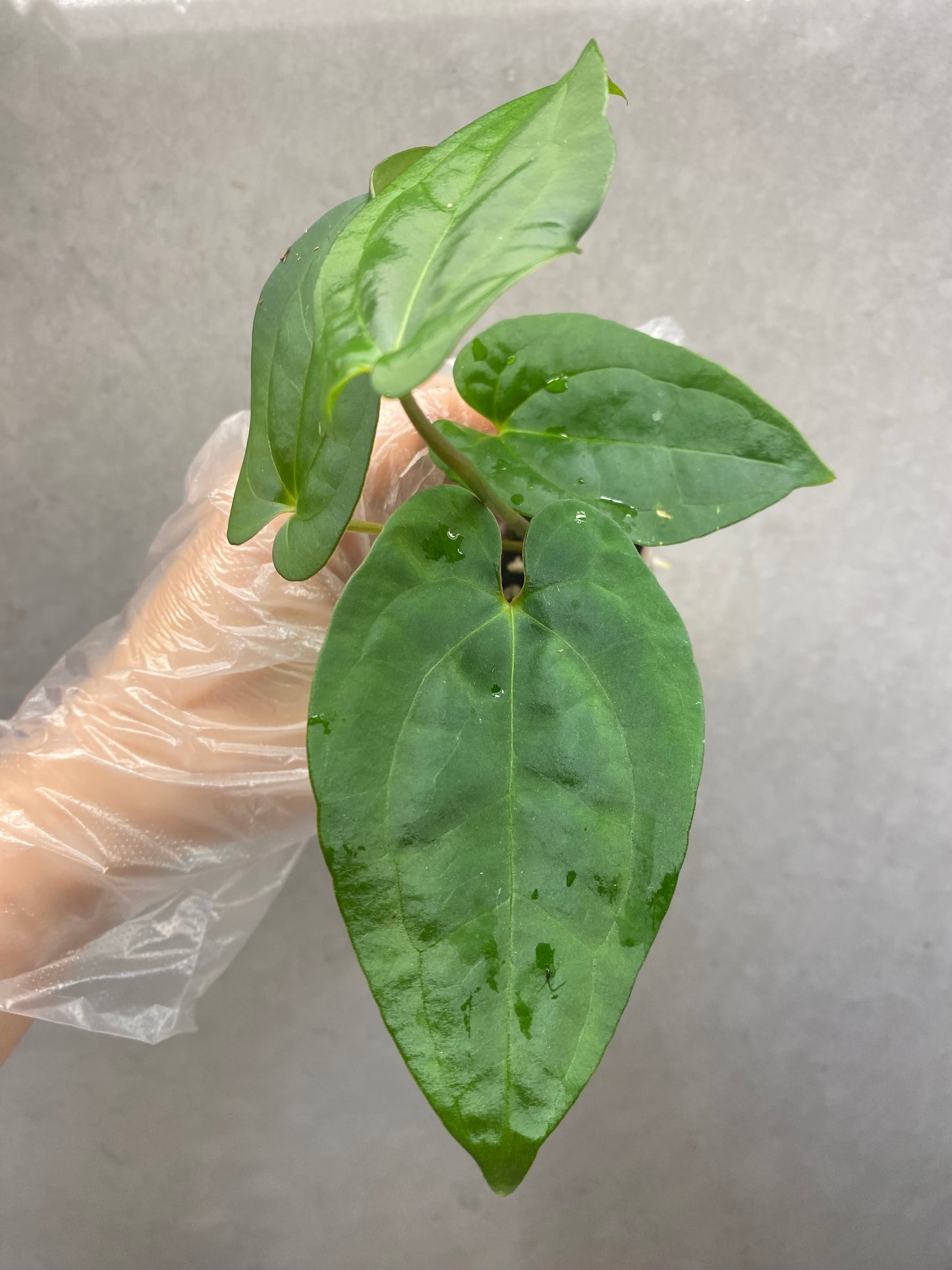 🌿 Anthurium Tezula AOS × Dark Phoenix