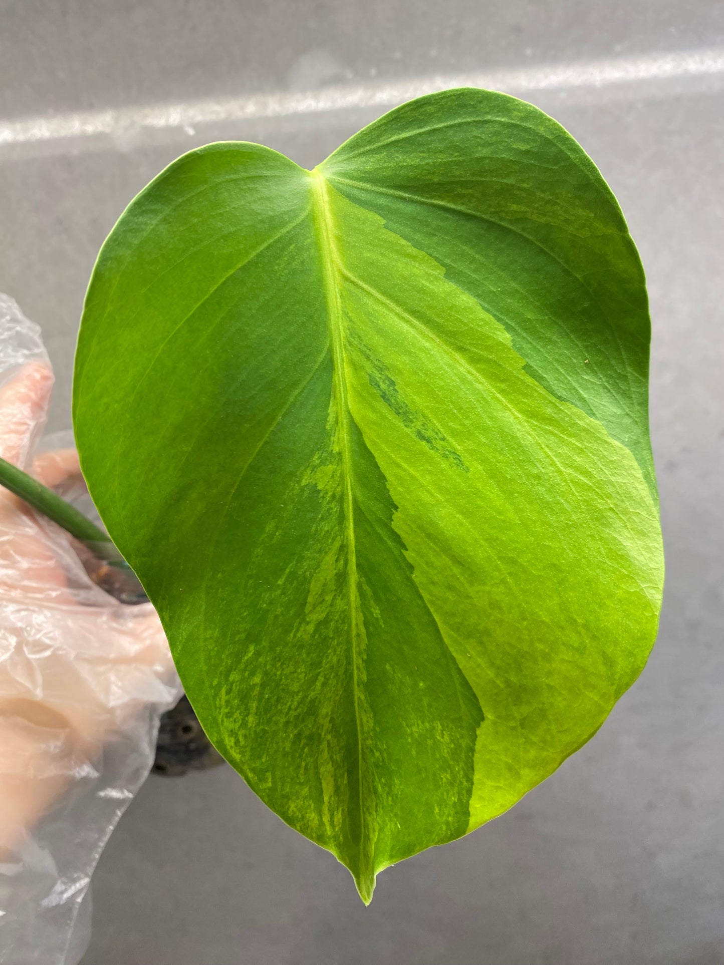 🌿 Monstera Aurea