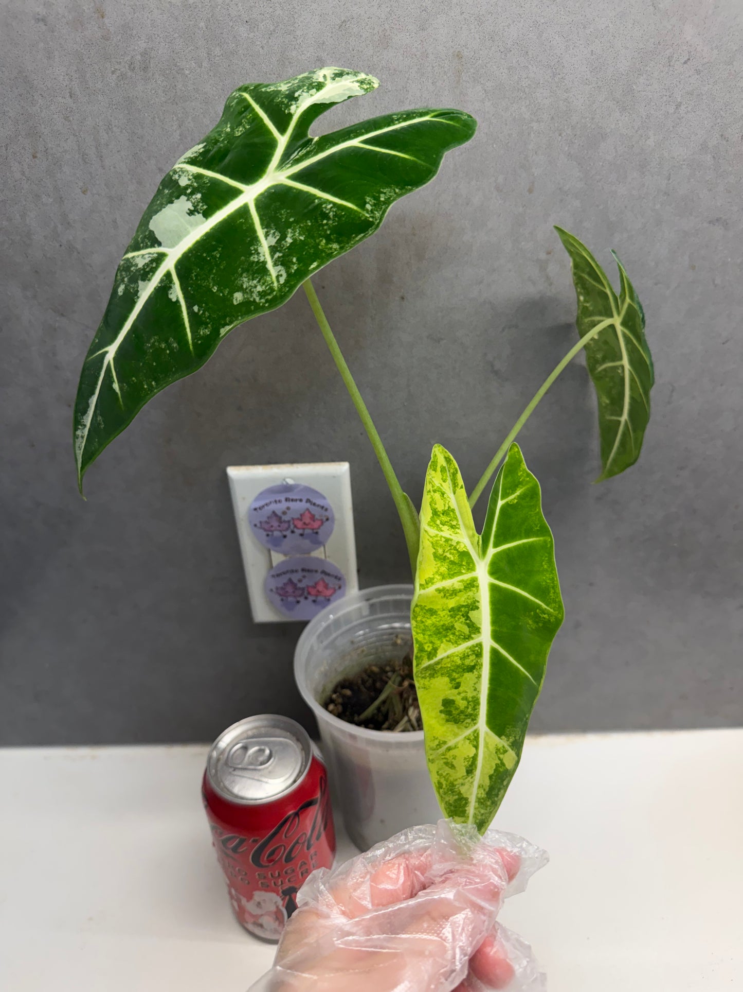 Alocasia ‘Frydek’ albo var(Mother Plant,GTA ONLY)