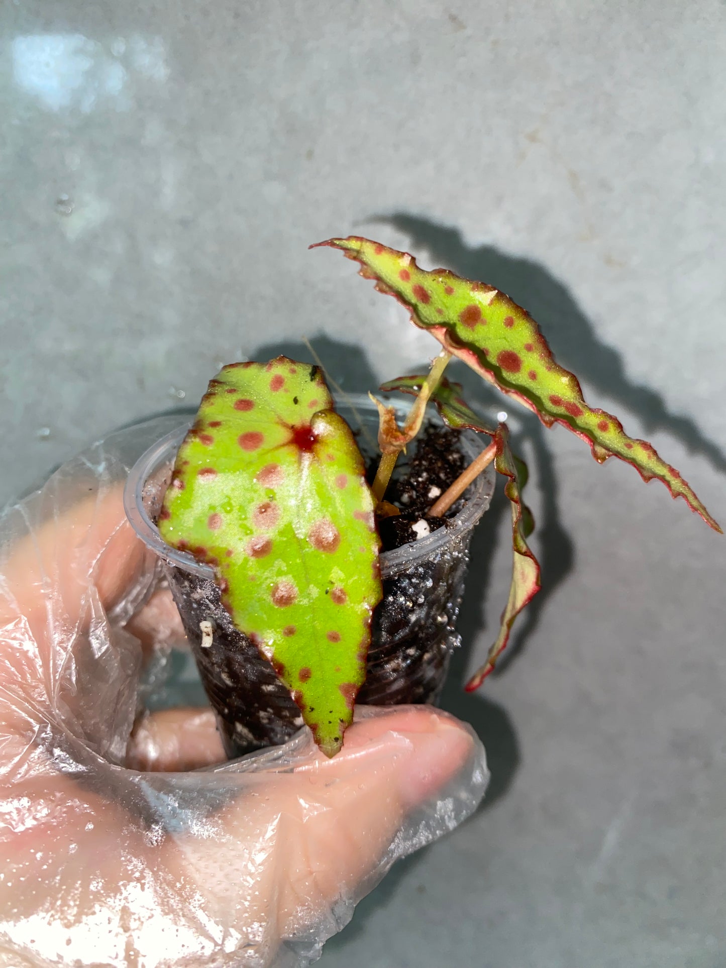 ๐ฟ Begonia amphioxus