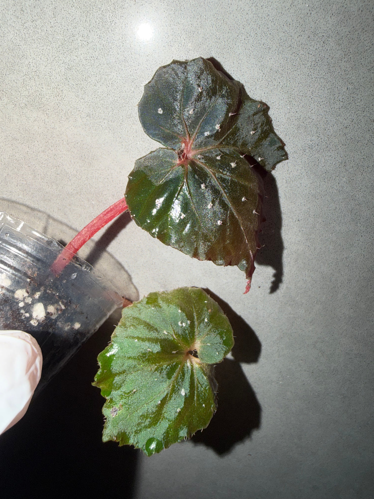 šæ Begonia āIkazuchiā