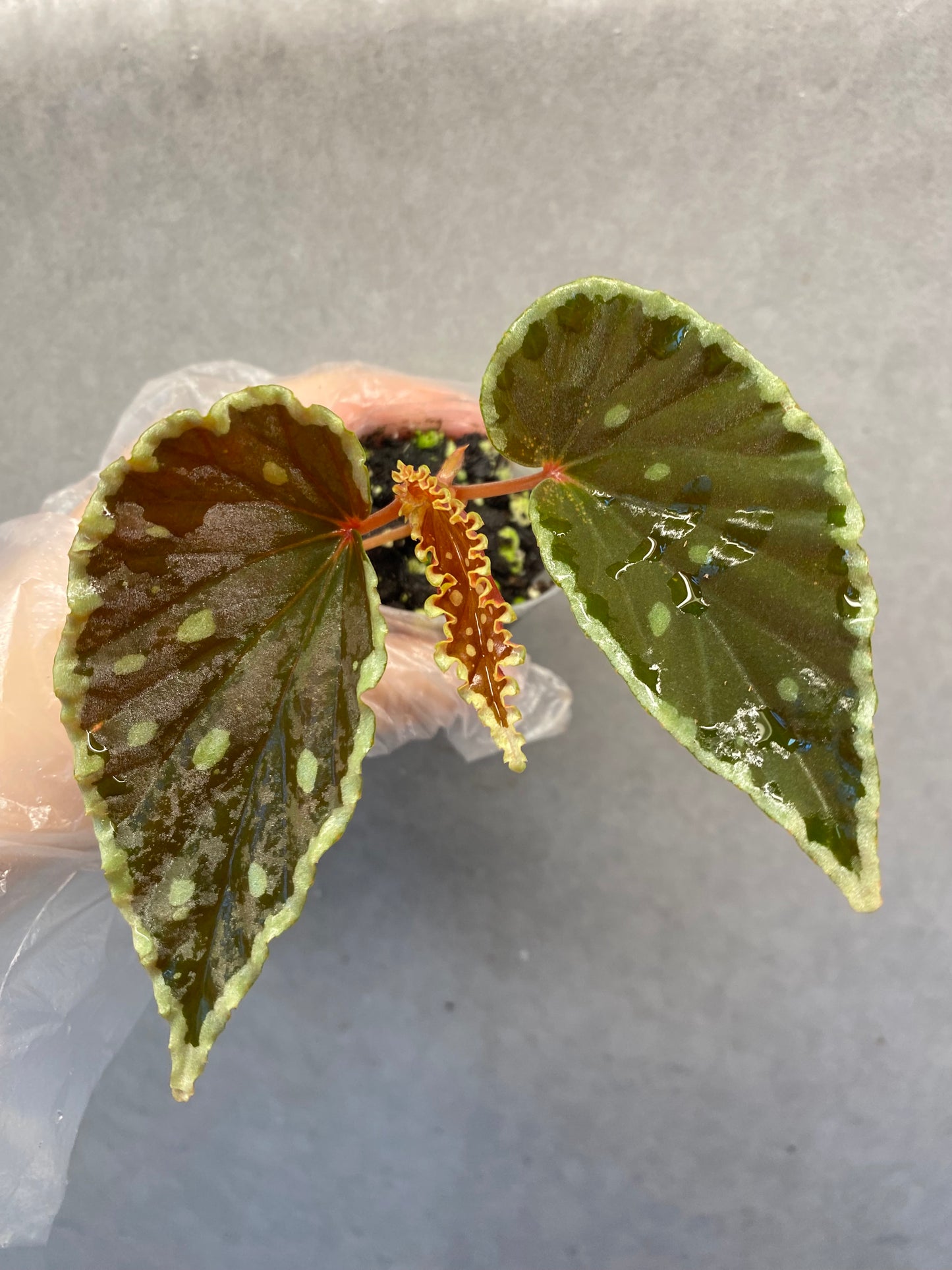 🌿 Begonia darthvaderiana (Green Spots)