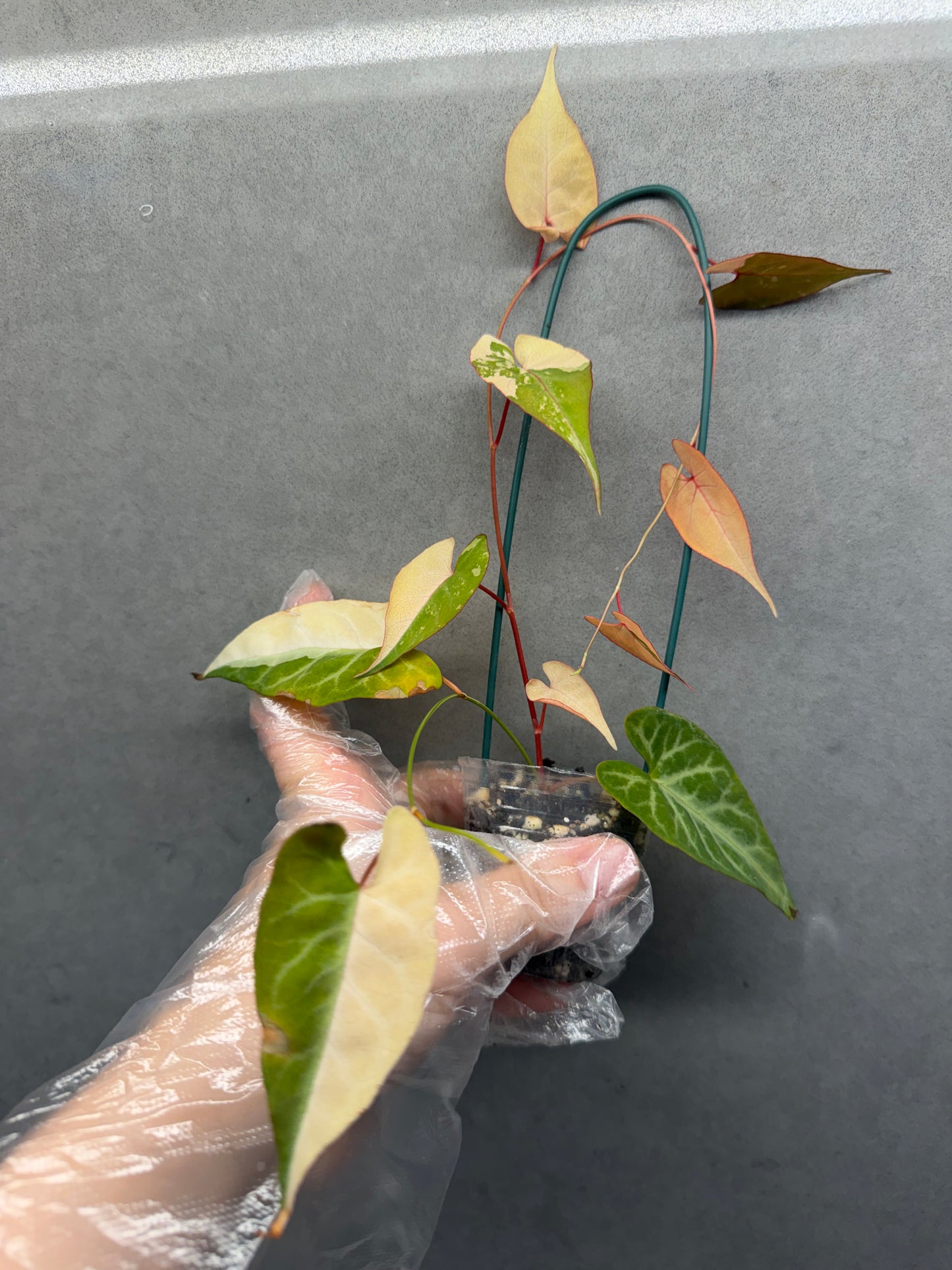 🌸Fallopia multiflora pink var.