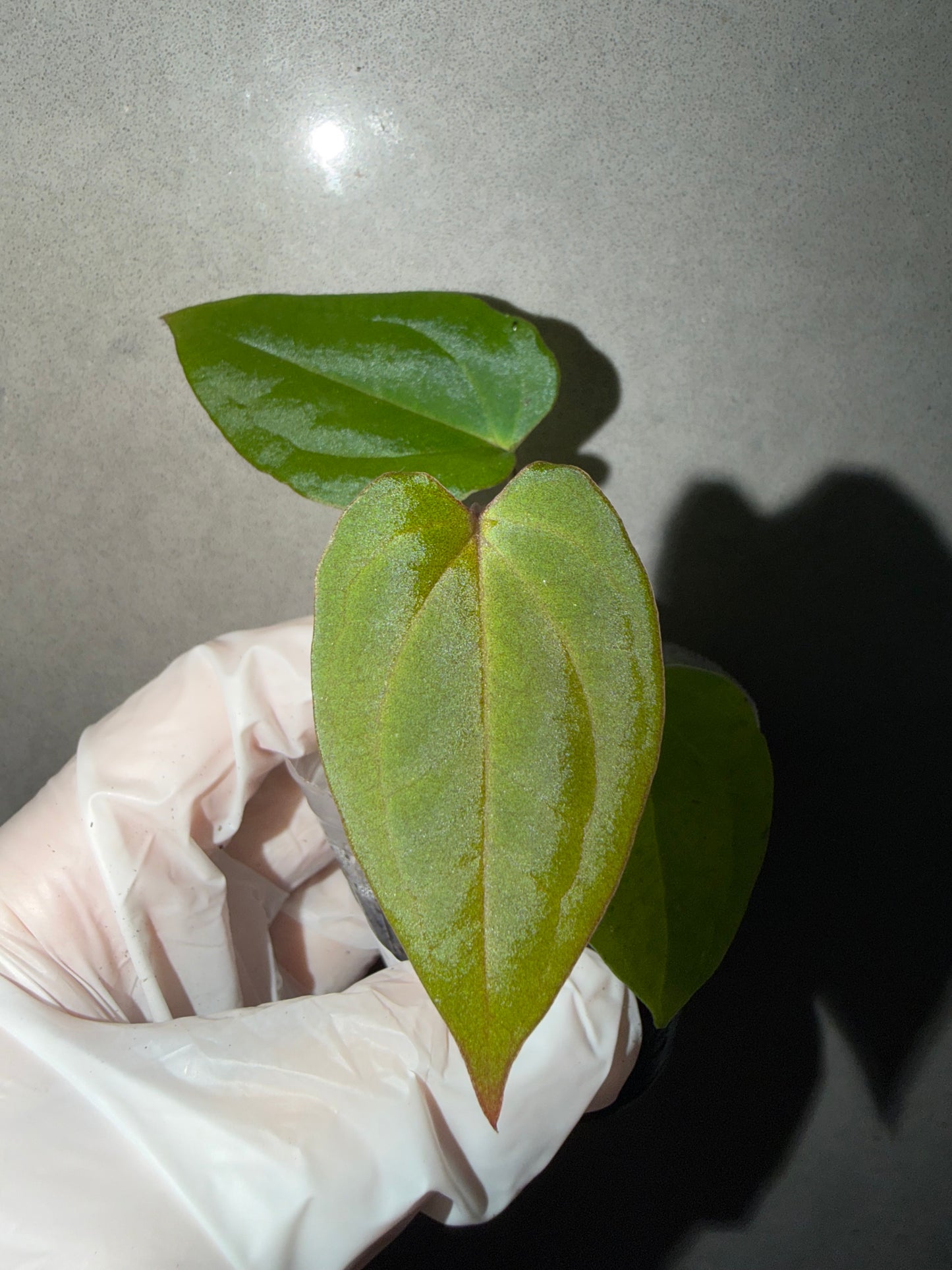 🌿Anthurium Bvep* Red Vein Dark Phoenix