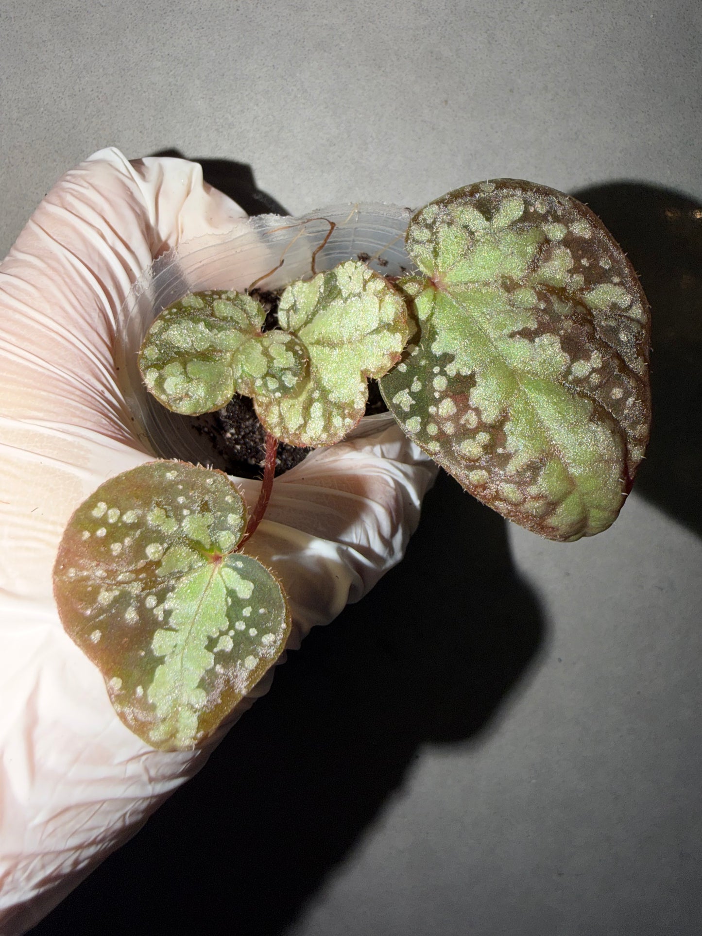 🌿Begonia semiparietalis