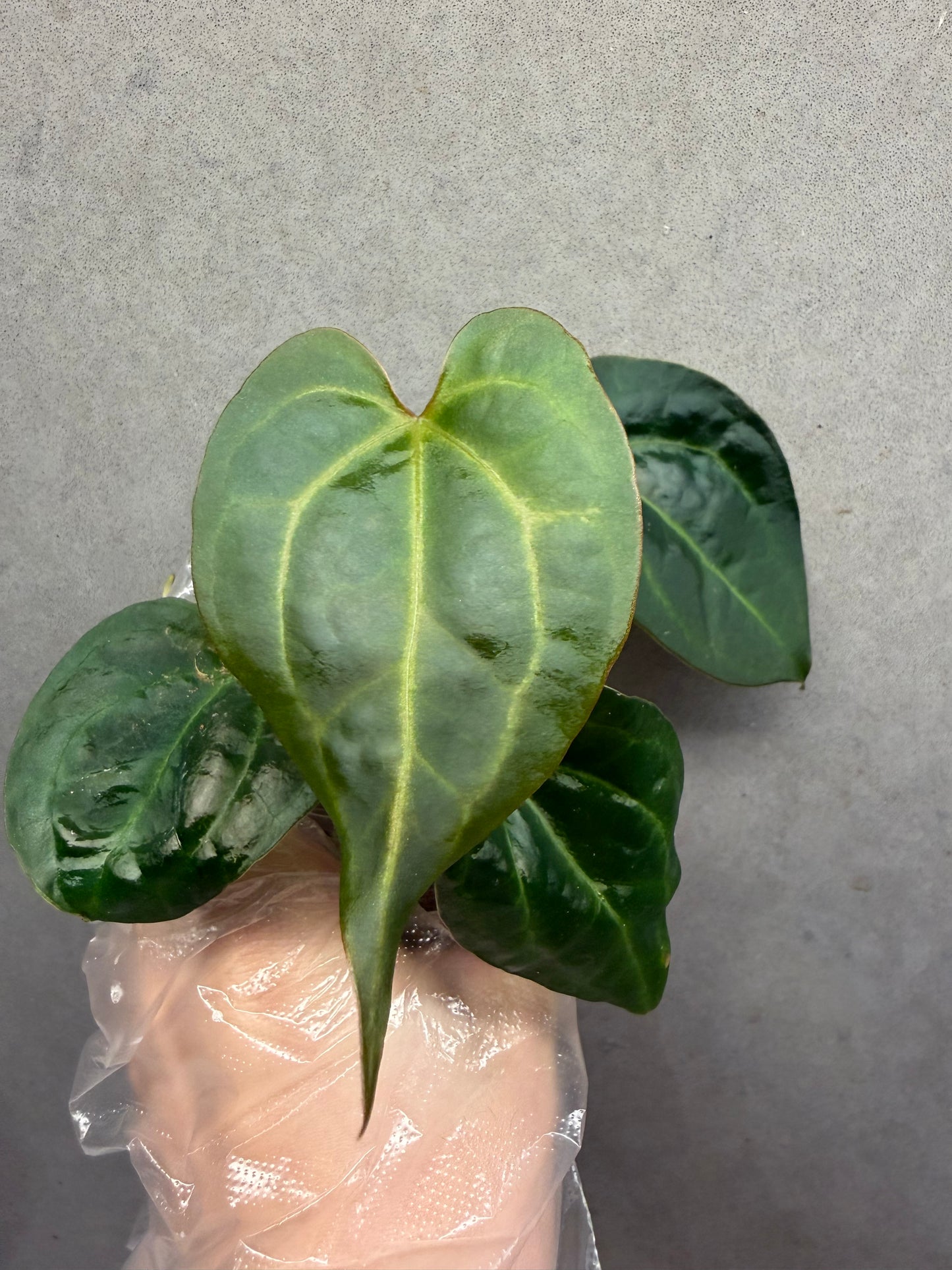 🌿Black Crystallinum* Anthurium Aos