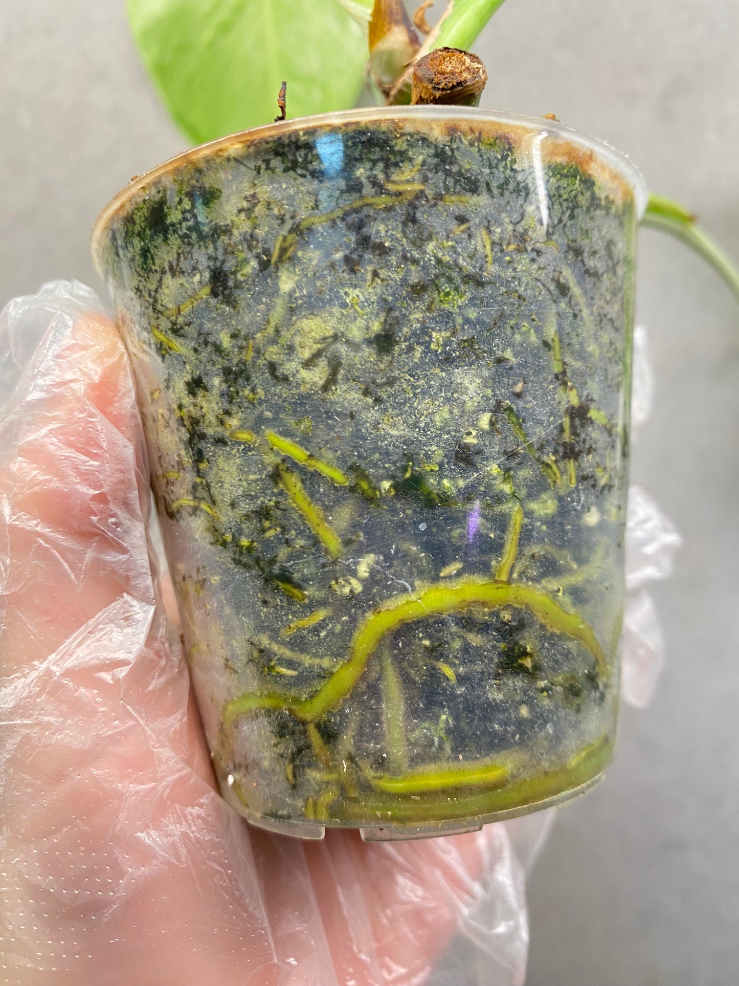 🌿 Monstera albo variegata