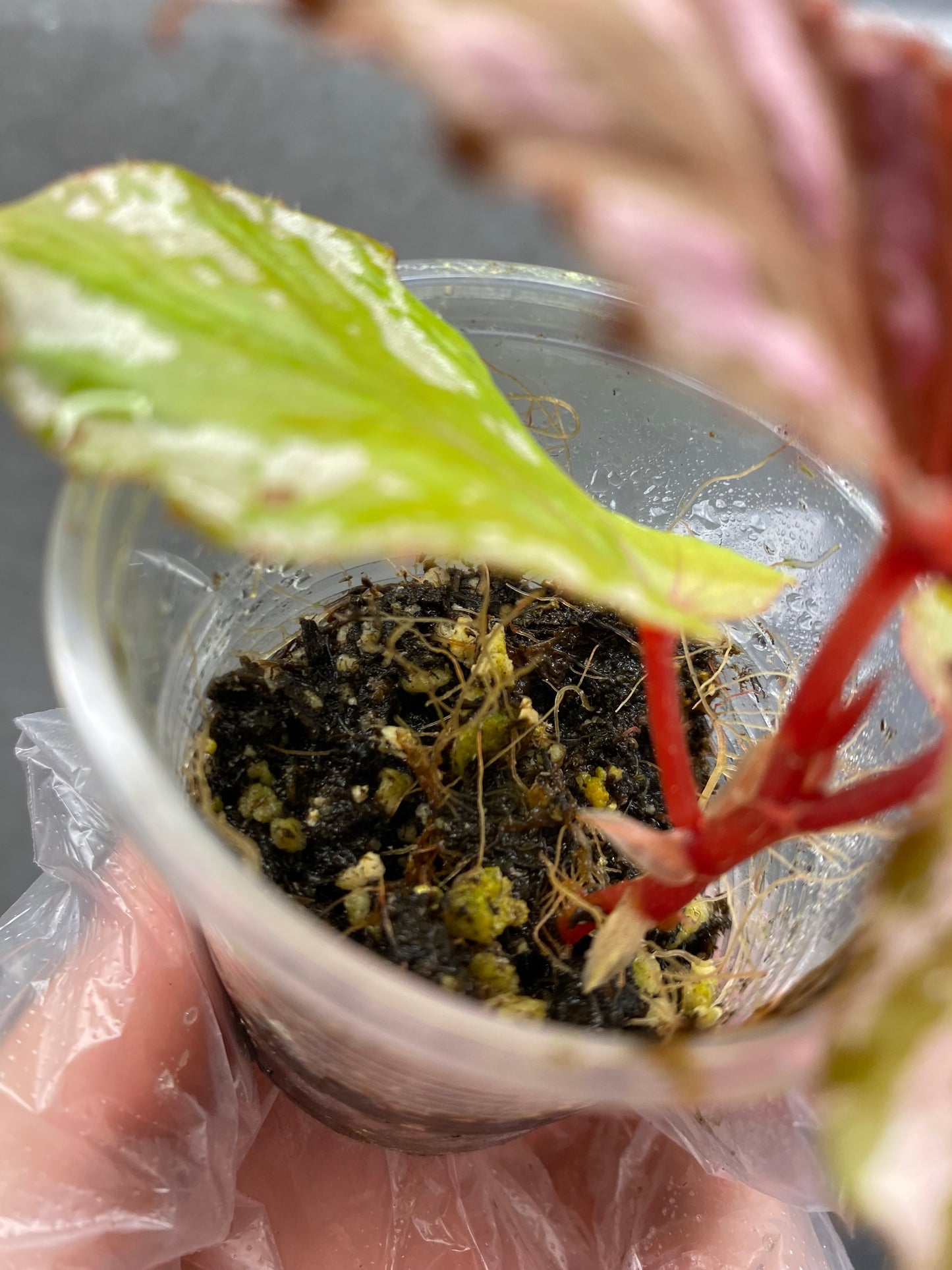 ๐ฟ Begonia Brevirimosa