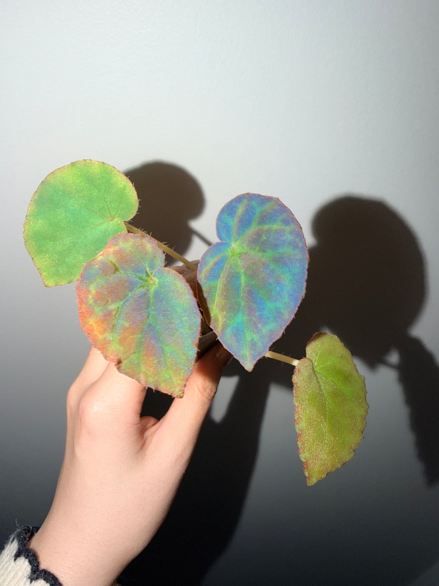 🌿 Begonia rockii