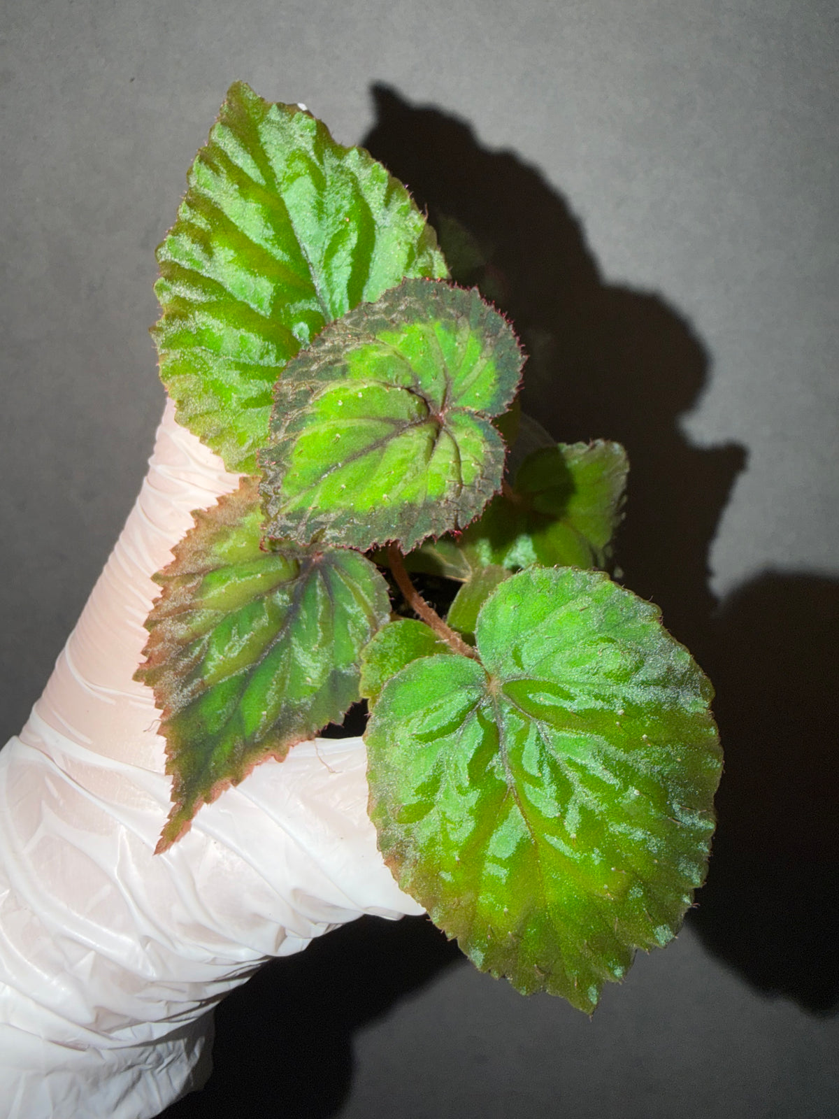 🌿Begonia NoID