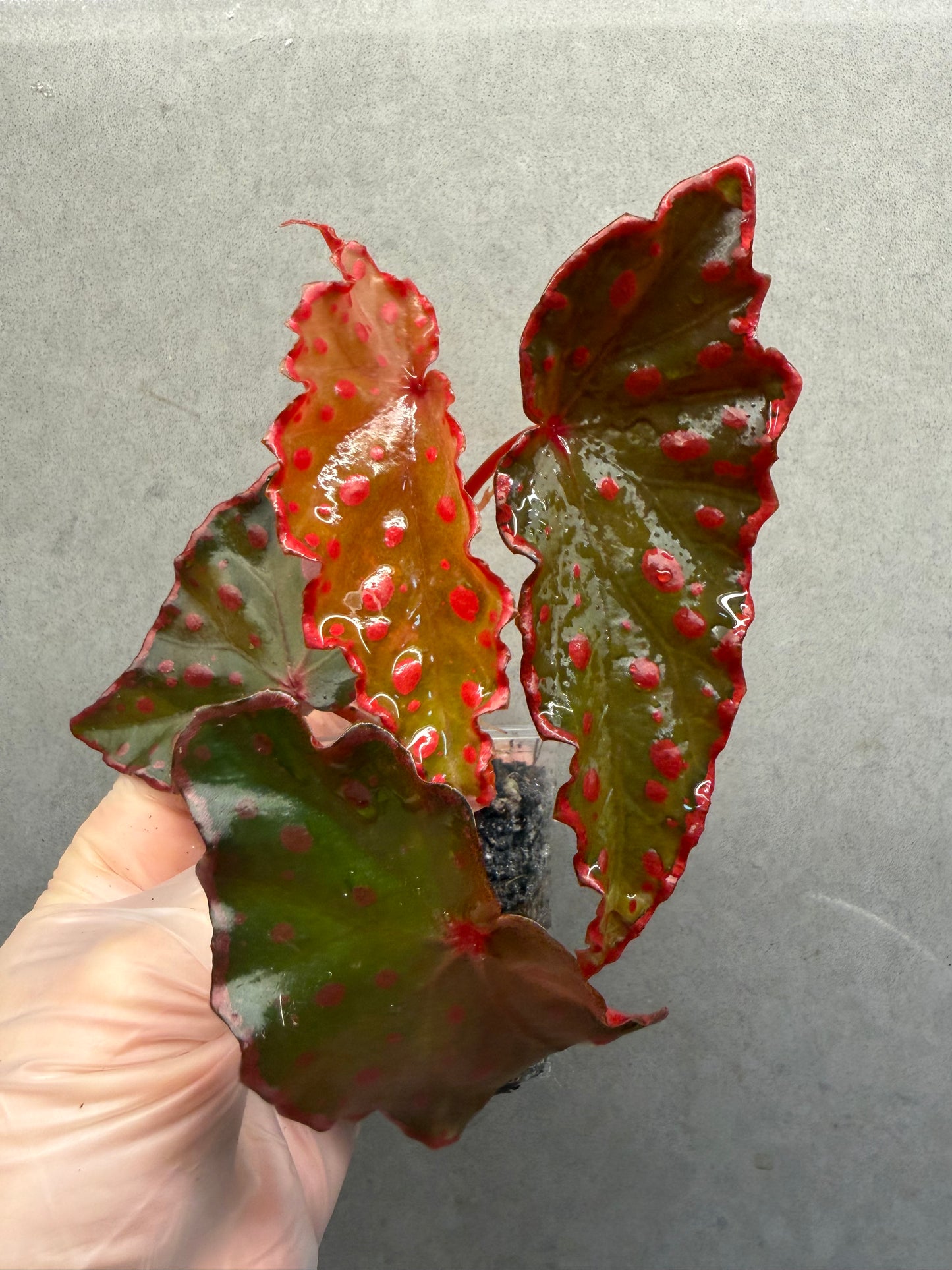 🌿 Begonia Darthvaderiana × Amphioxus