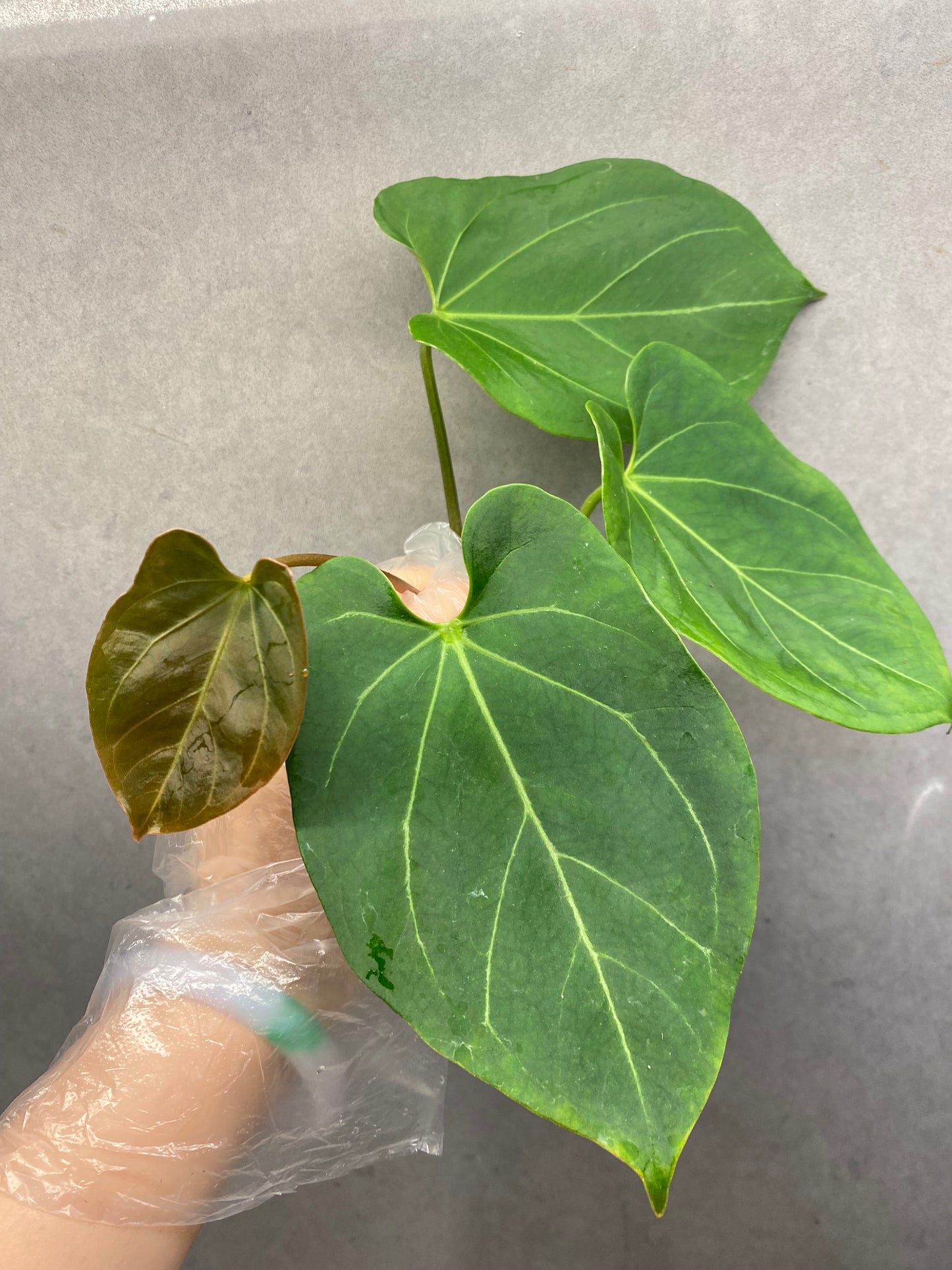 🌿 Anthurium KOS × Papi