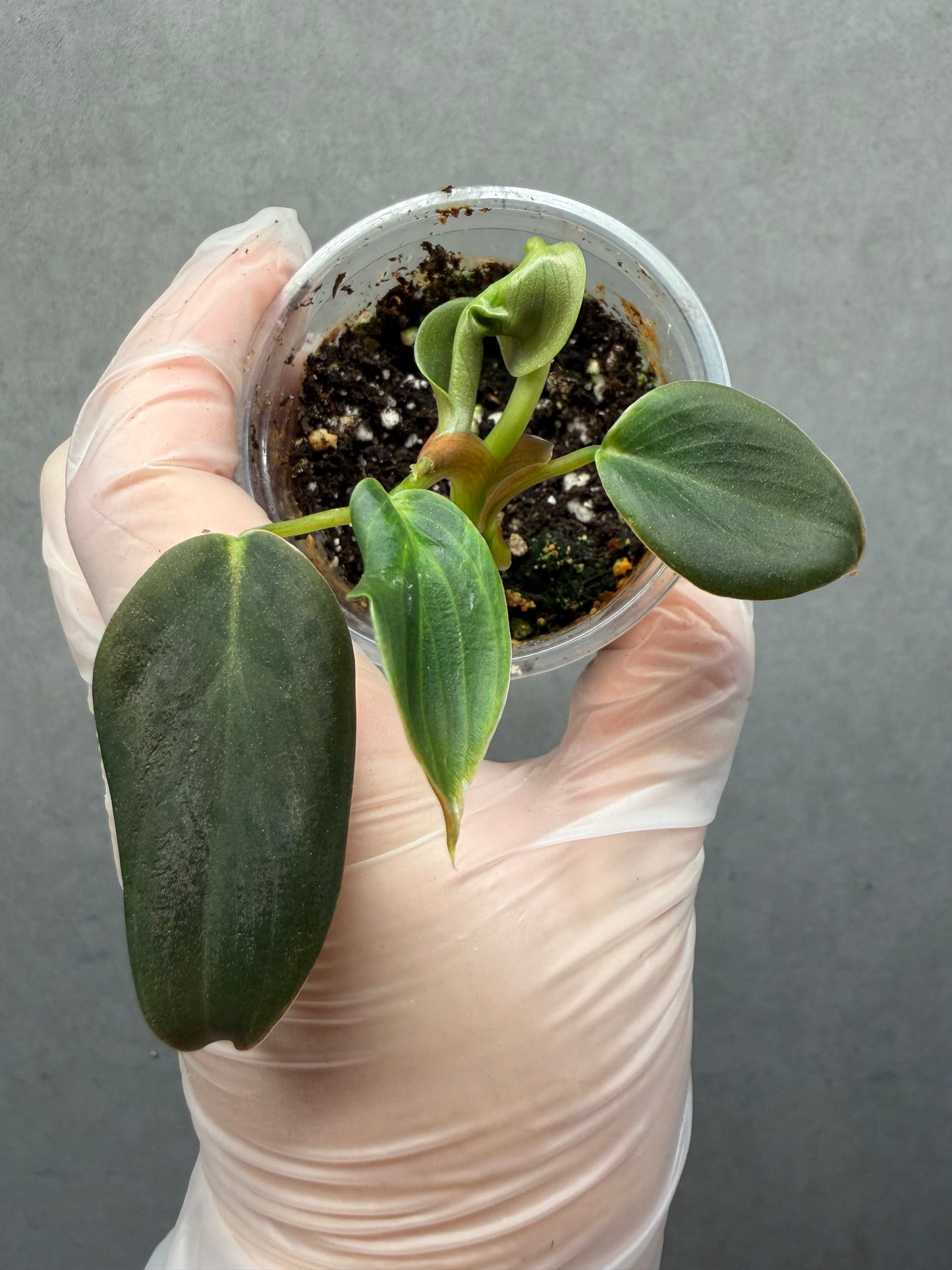 🌿Philodendron Gigas
