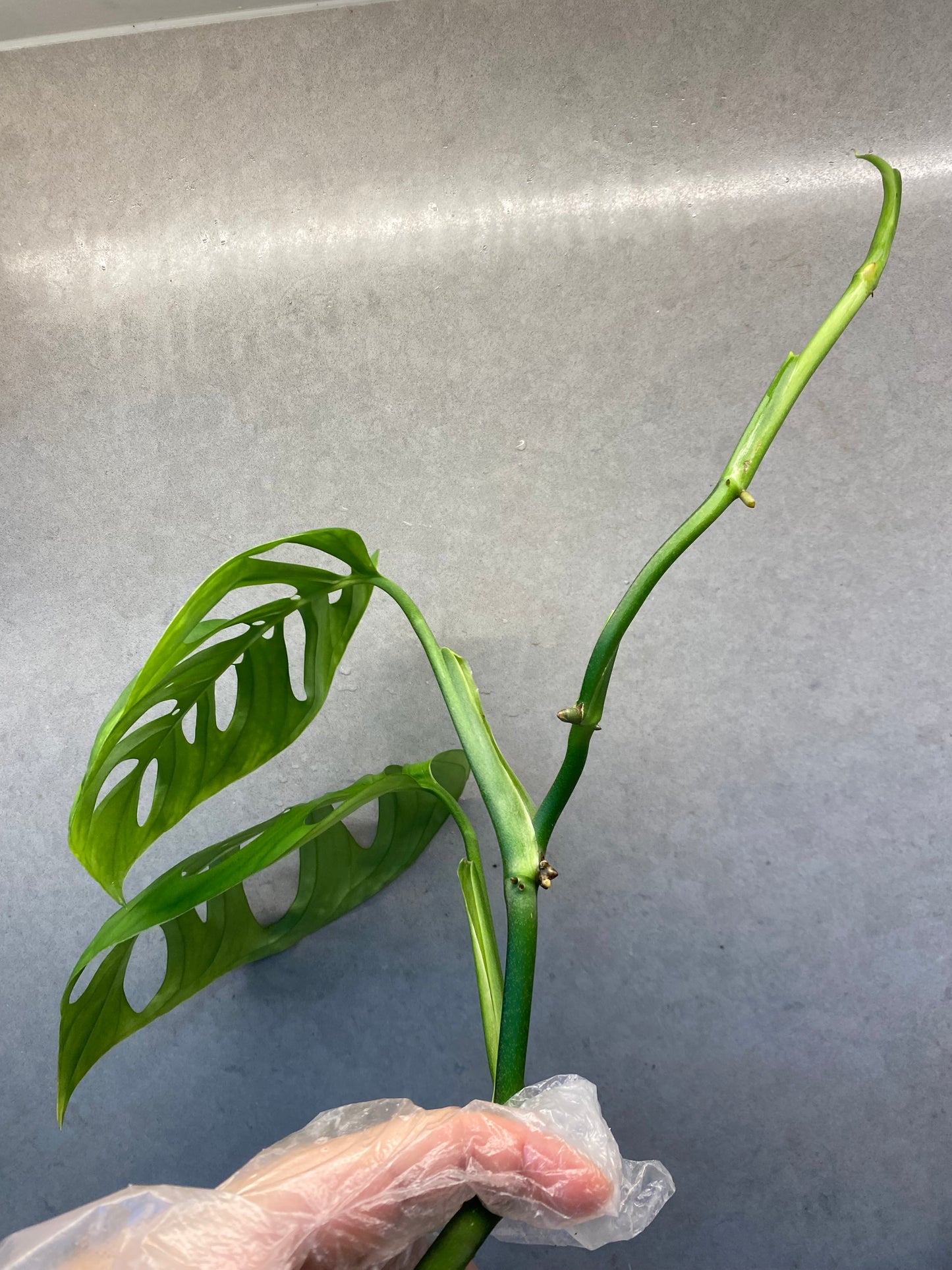 🌿 Monstera Esqueleto