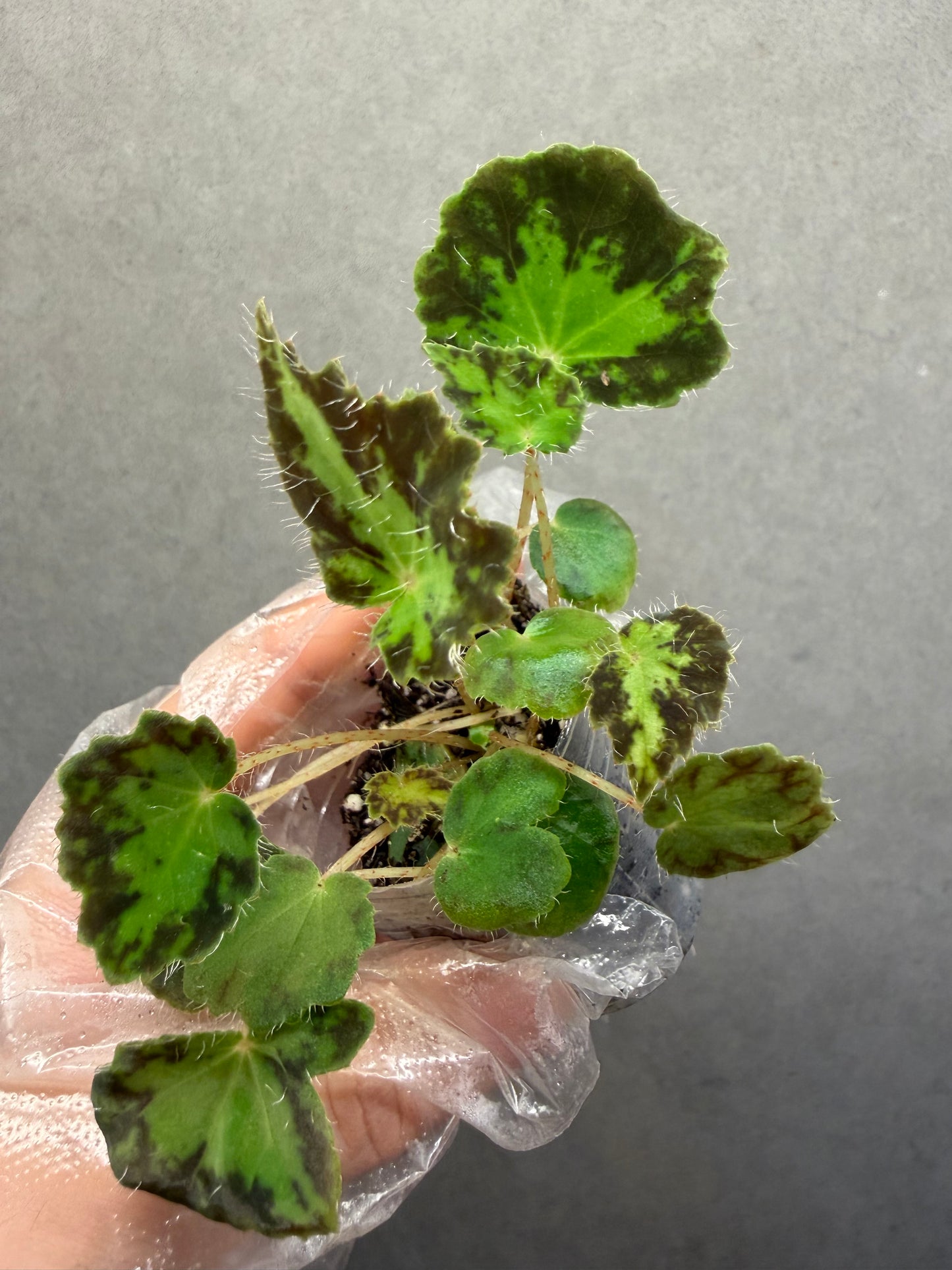 🌿Begonia rhizomatous ’Spotlight‘
