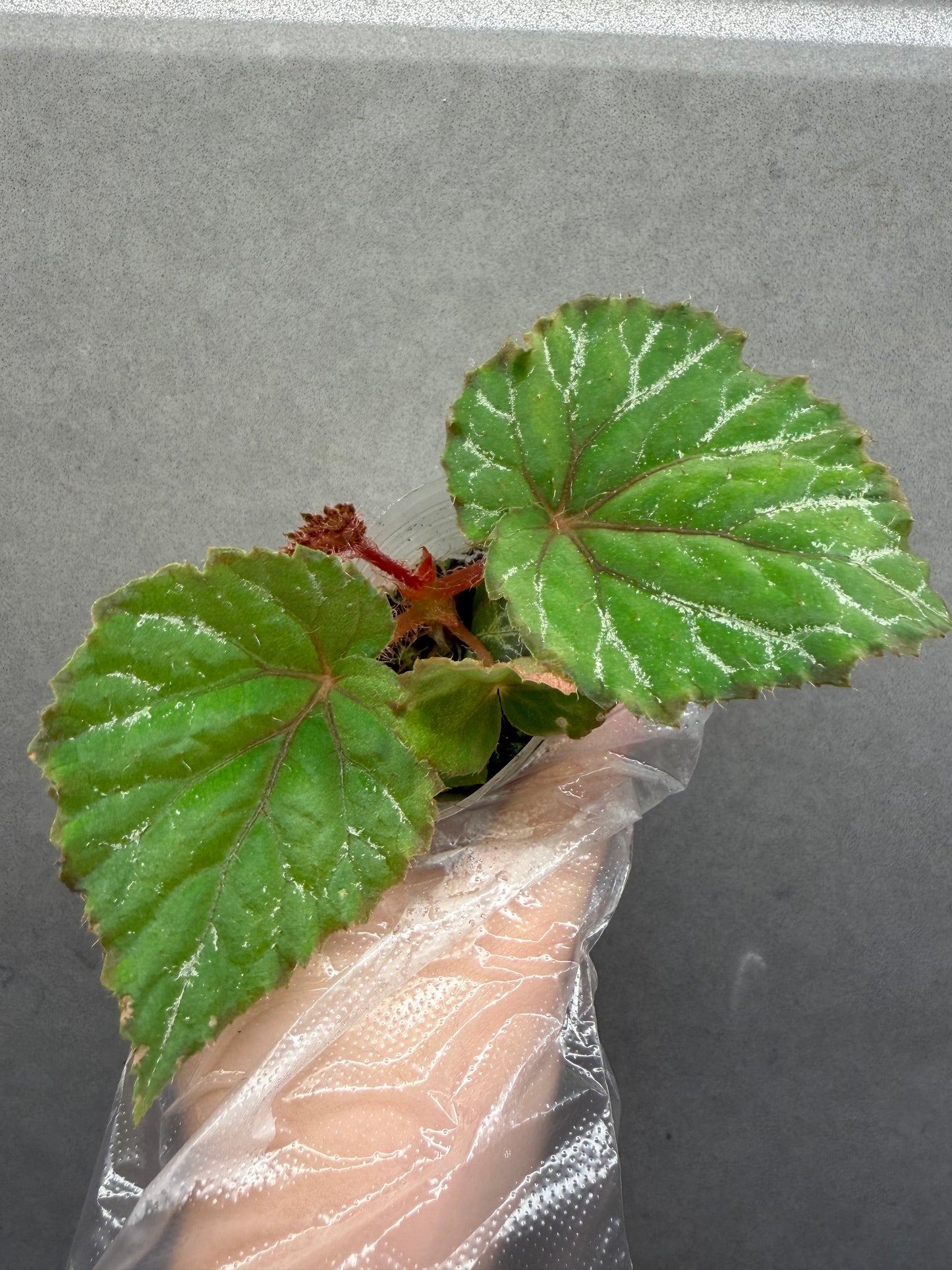 🌿Begonia 'Miss Louisiana