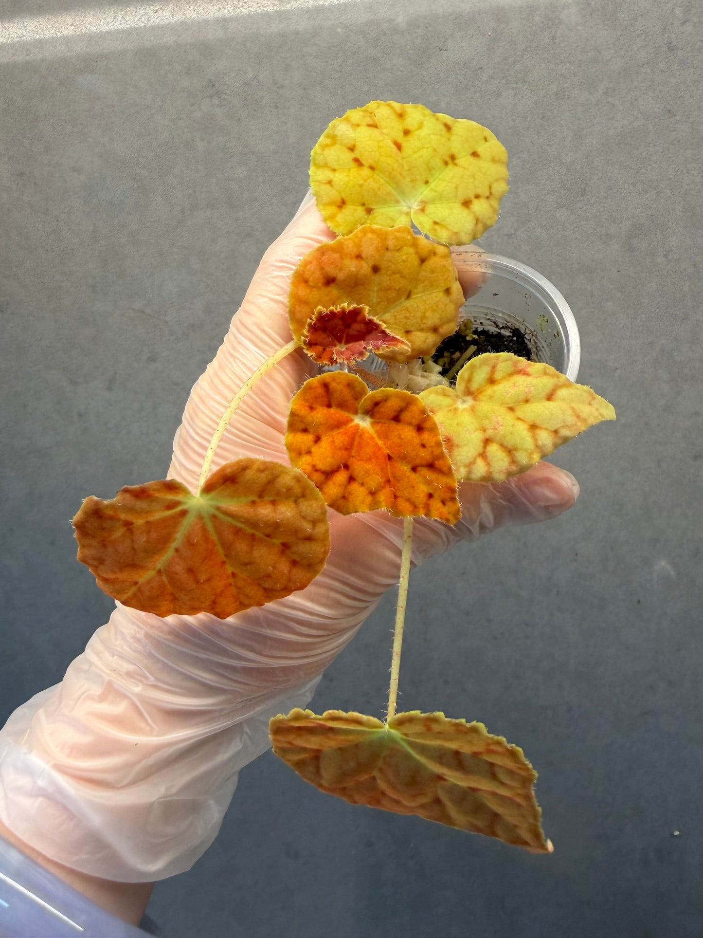 🍁Begonia 'Autumn Ember'