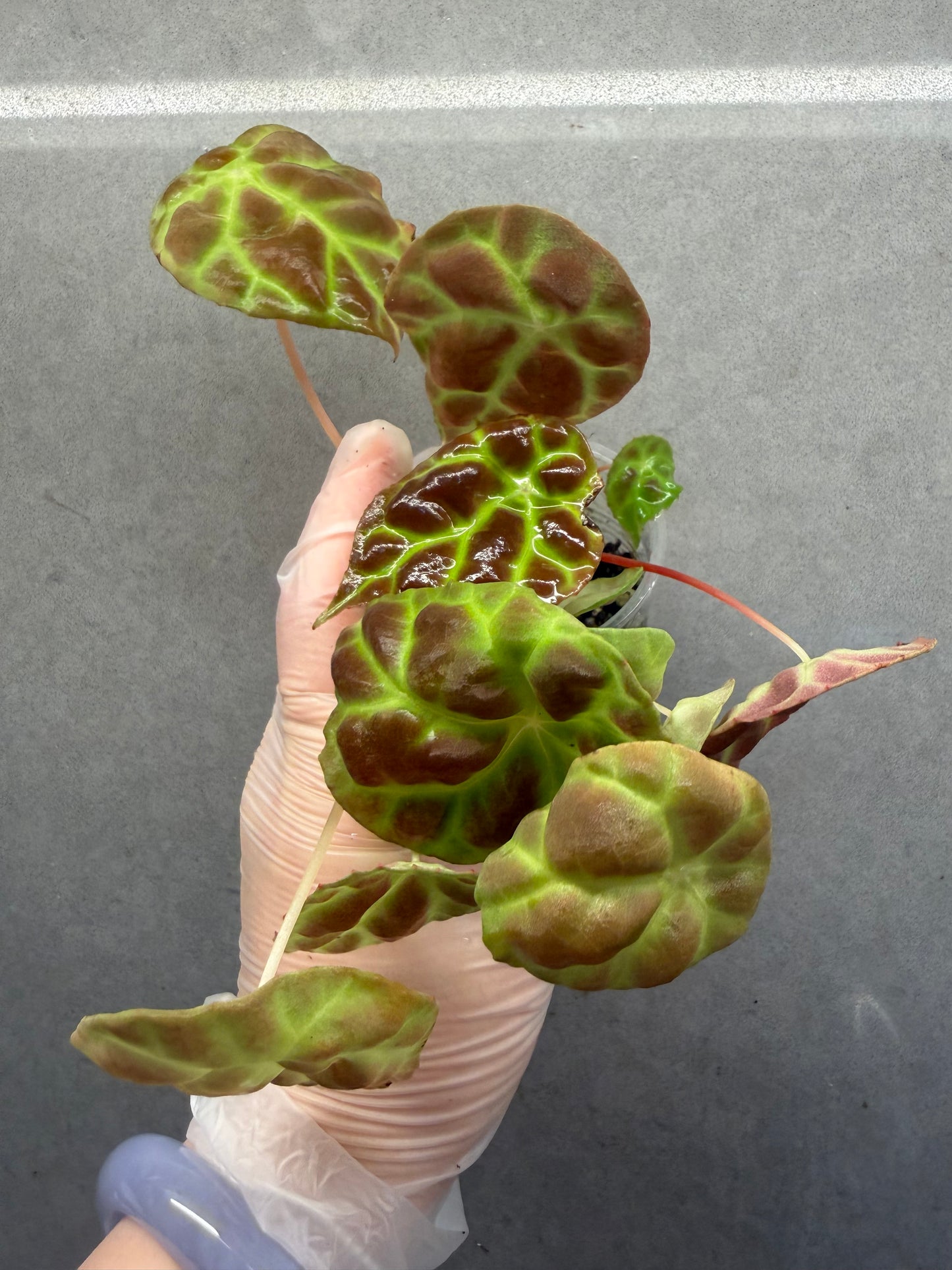 🌿Begonia goegoensis