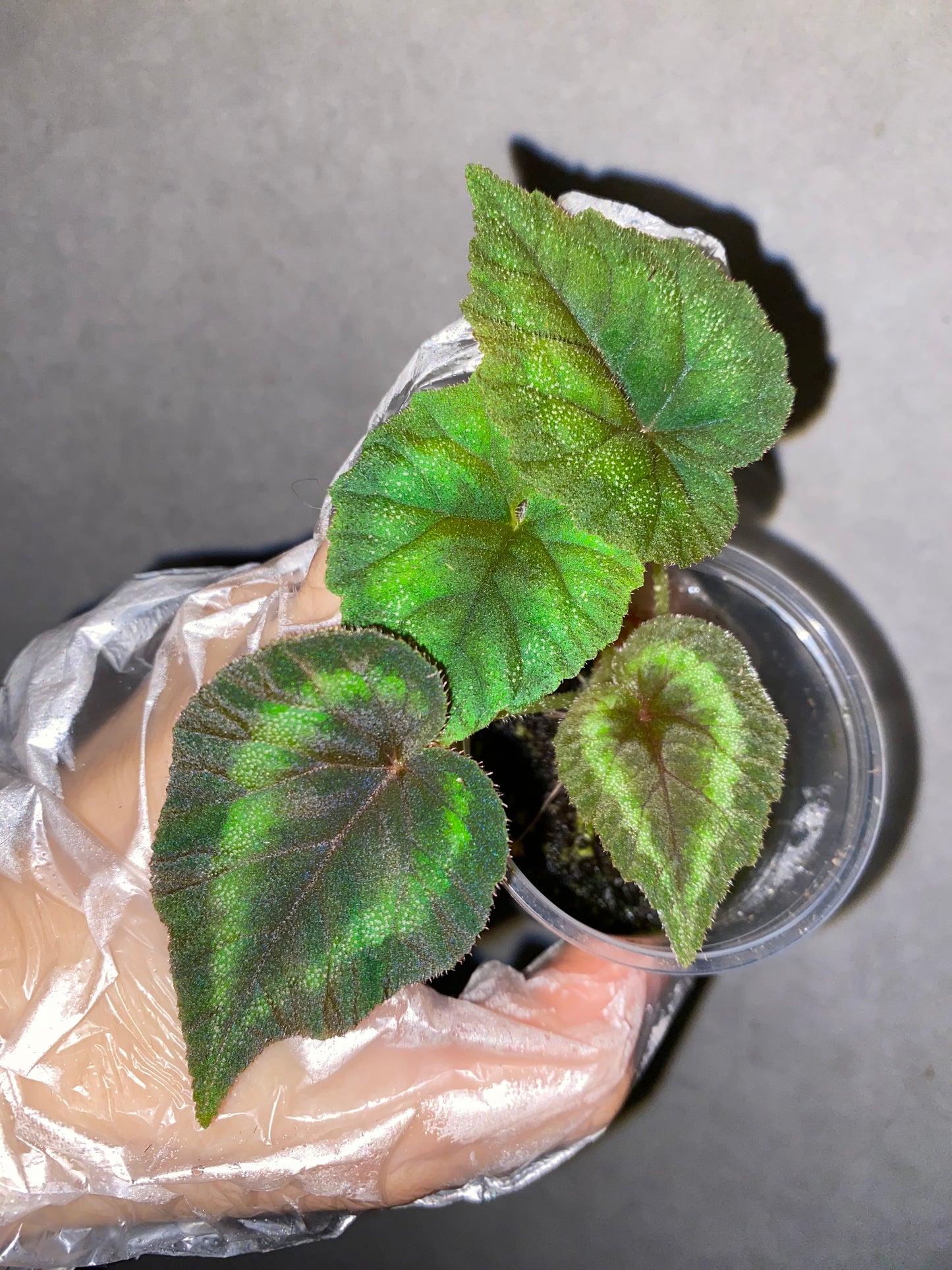 ๐ฟ Begonia cathayana