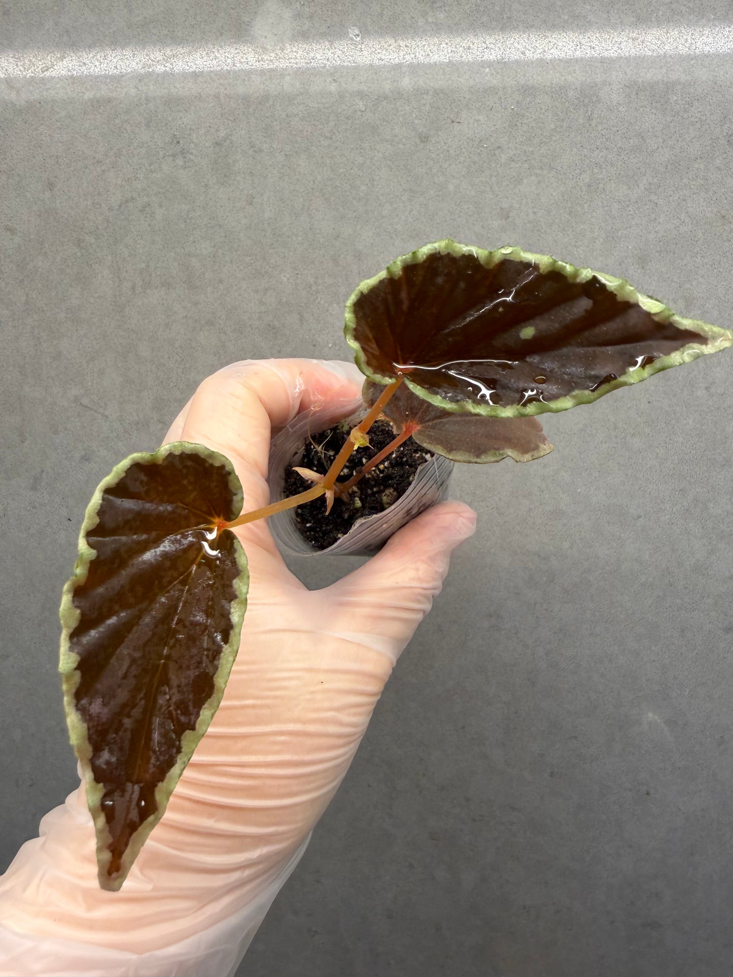 🥷Begonia Darthvaderiana(Green Spot)