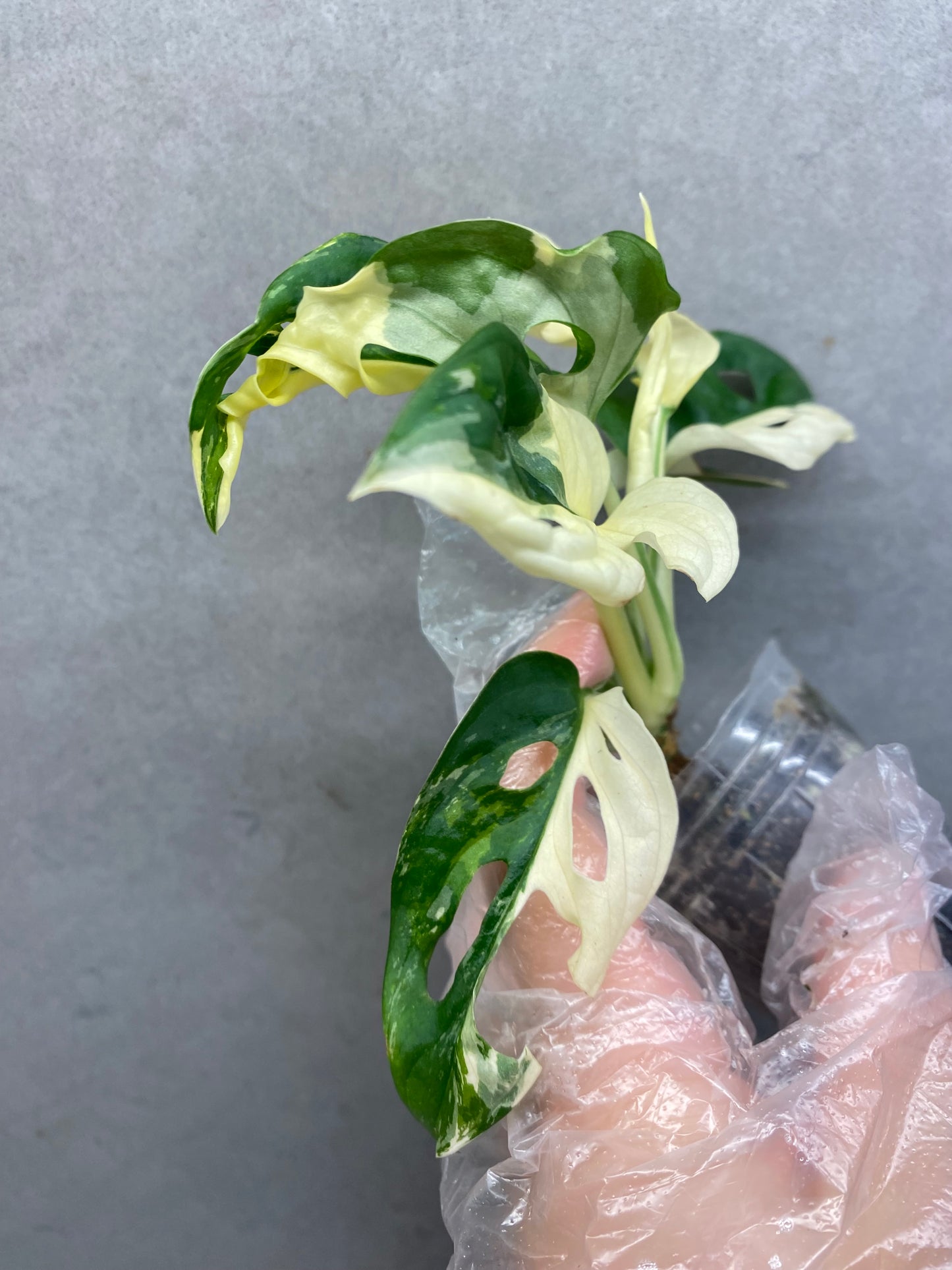 🌿 Monstera Adansonii Albo