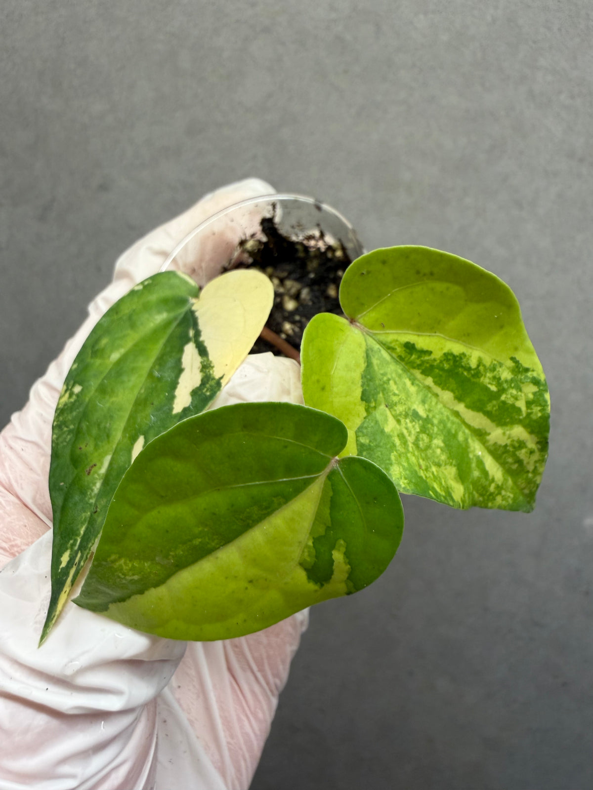 🌿Piper Aurea Variegated