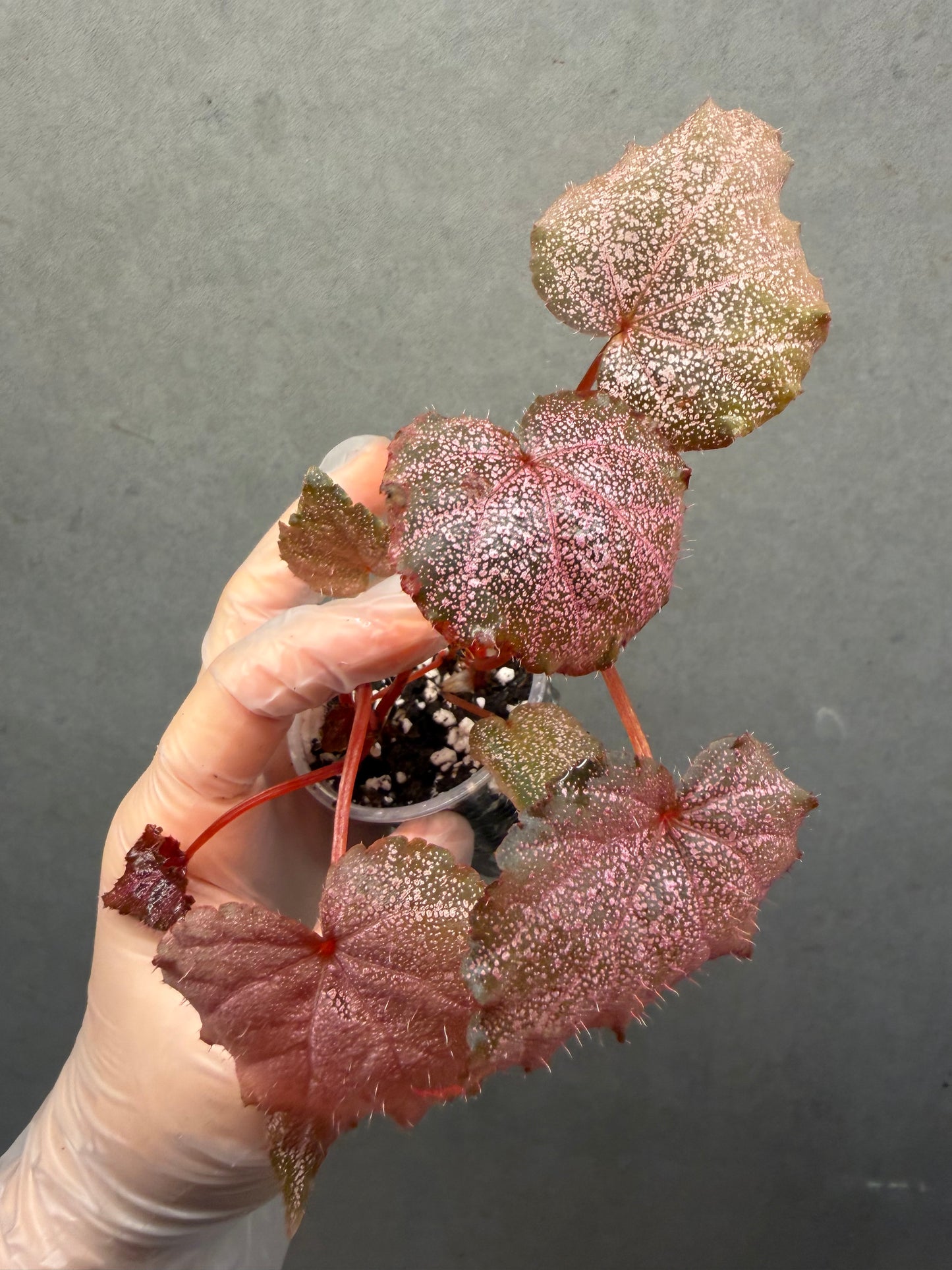 🌿 Begonia 'Robin