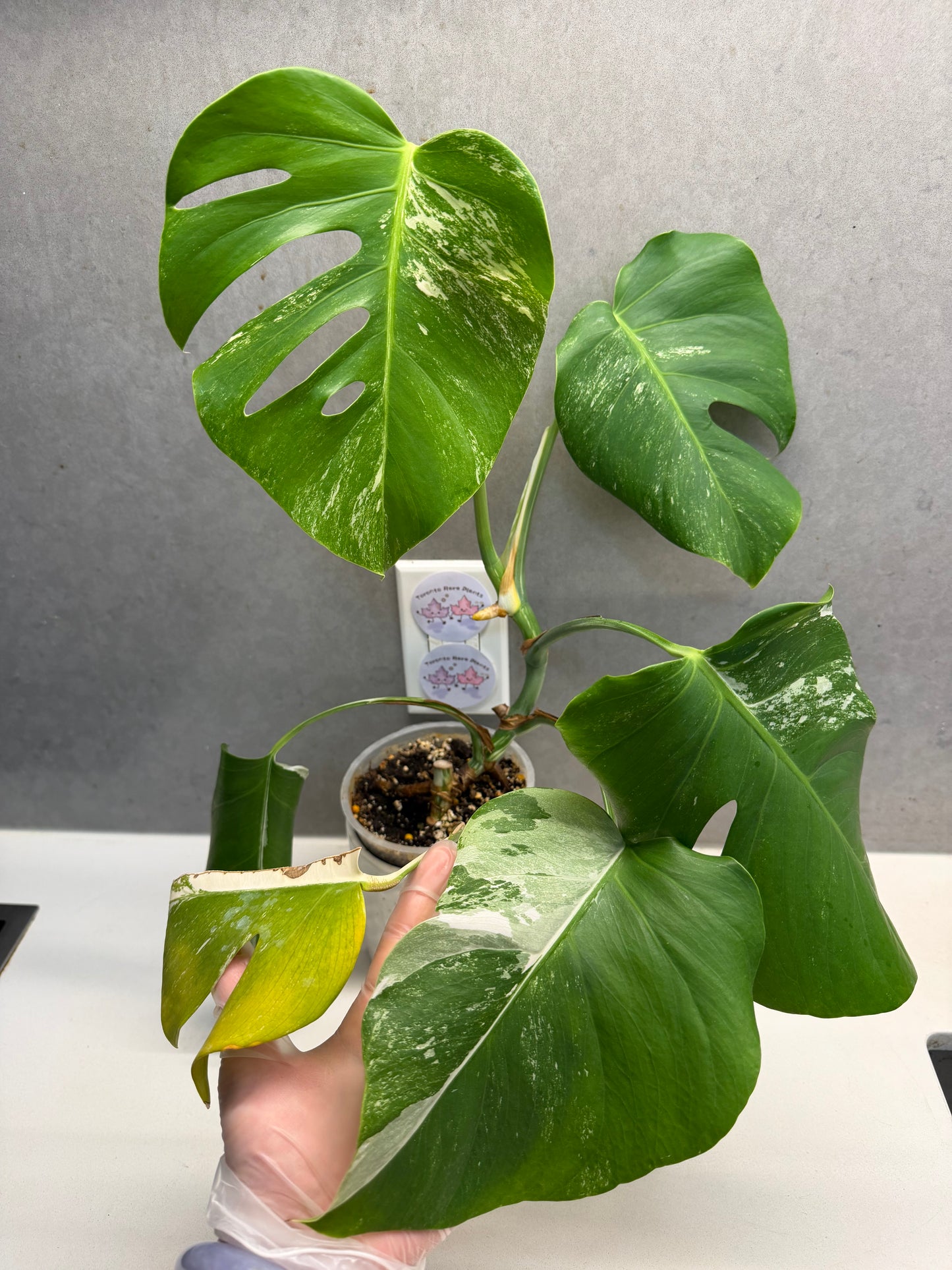 🌿 Monstera Albo(Only GTA)