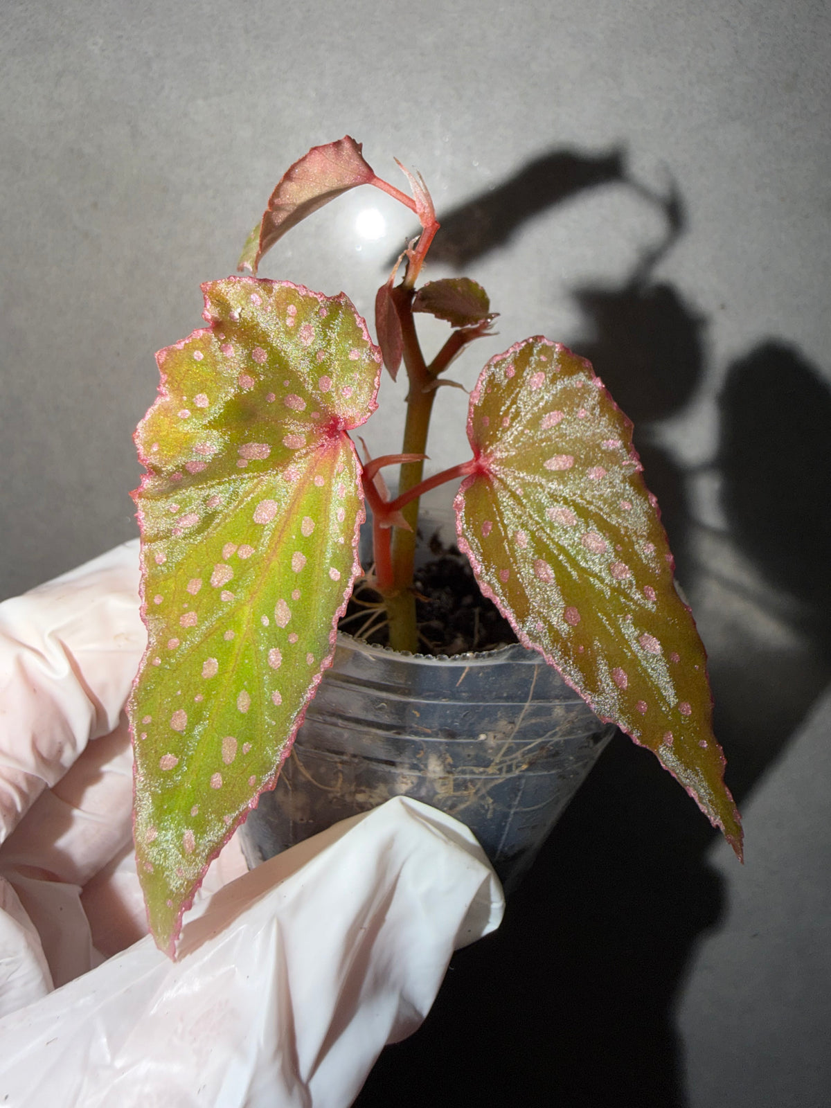 🌿 Begonia malachosticta