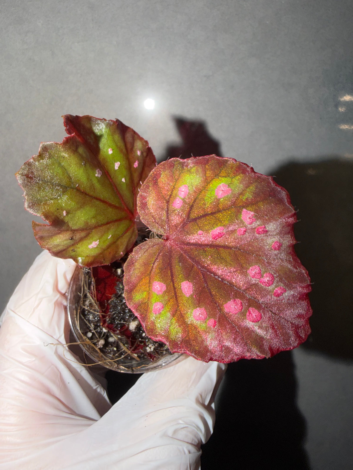 💜New Begonia No. 24