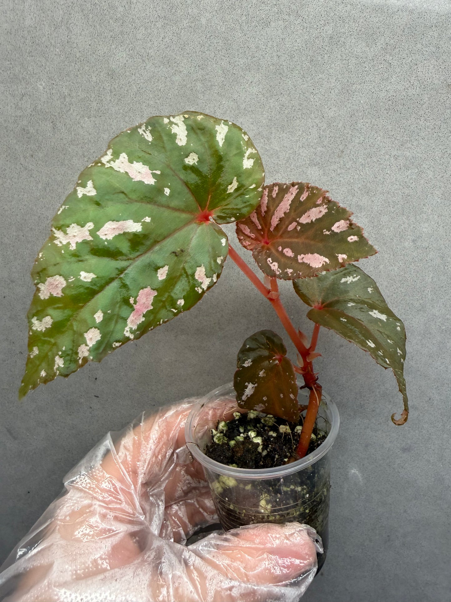🌿 Begonia brevirimosa