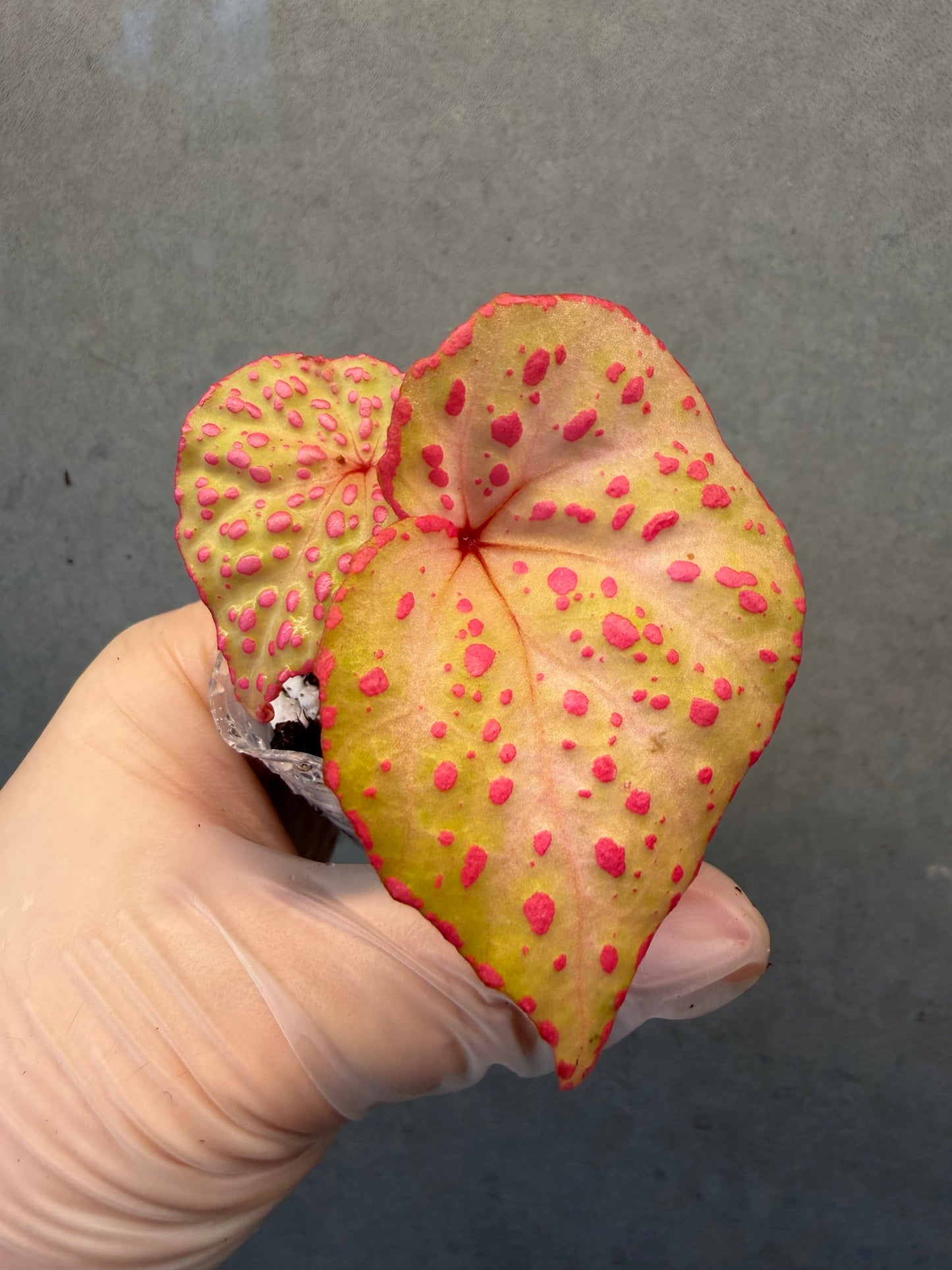 🌸Begonia Roseopunctata