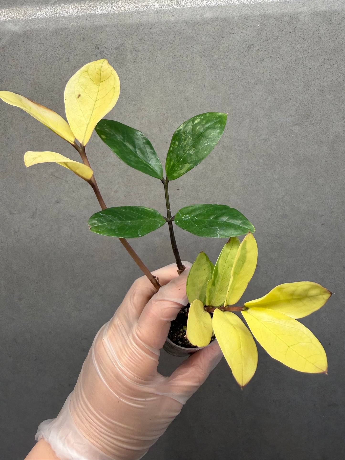 Variegated zz