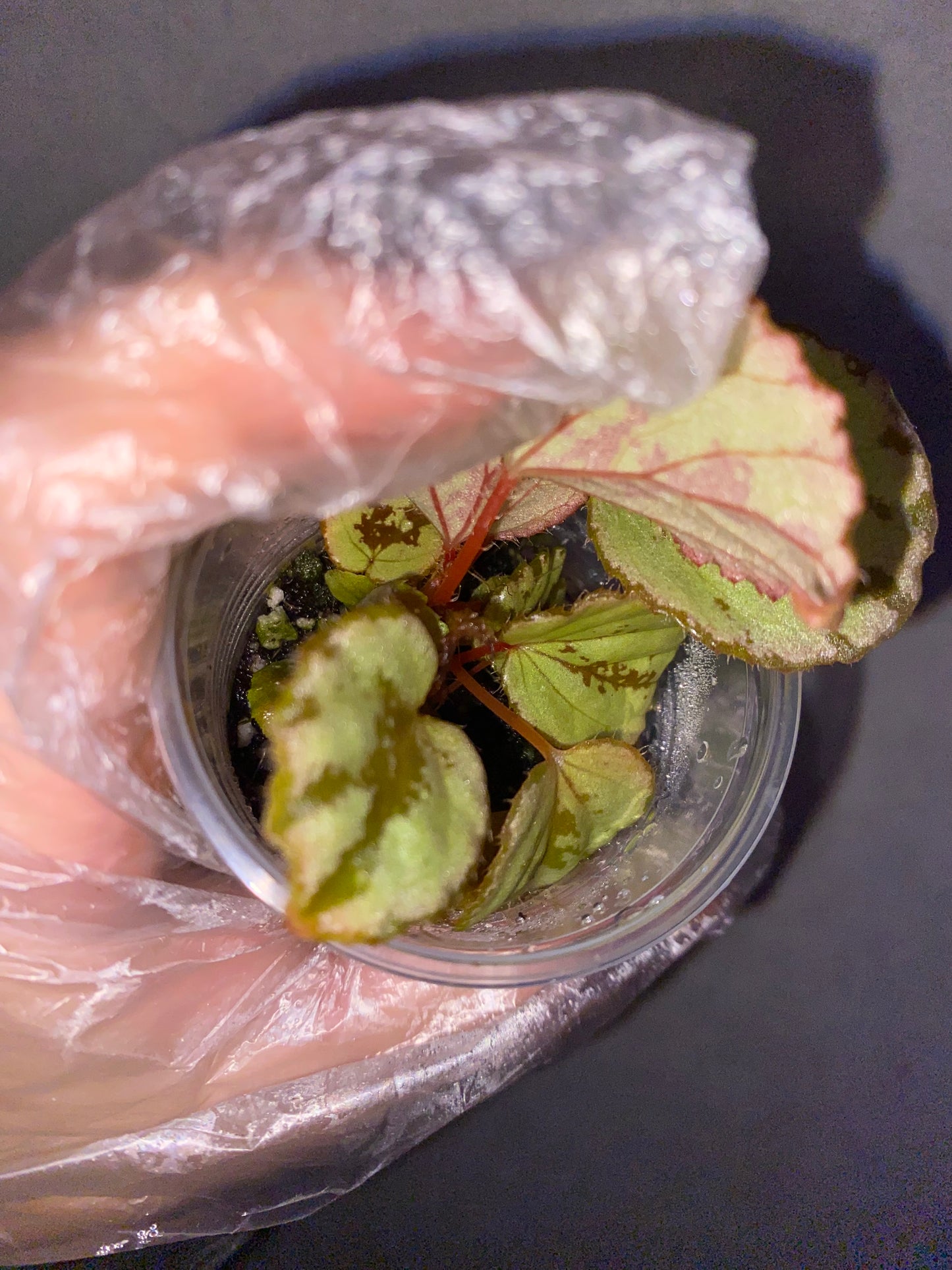 🌿 Begonia aketajawensis (Green)
