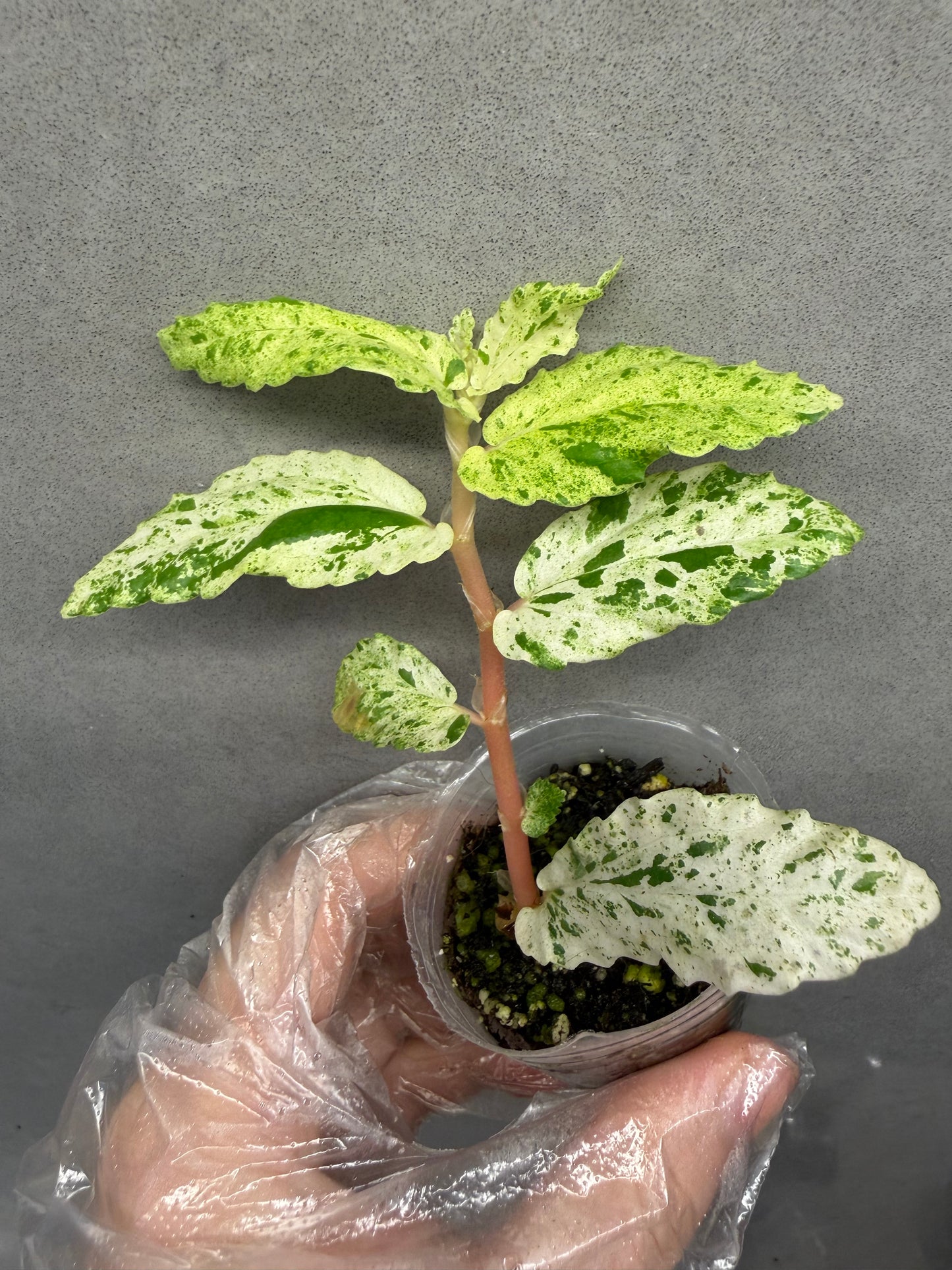 🌿Pellionia repens ’Variegata‘