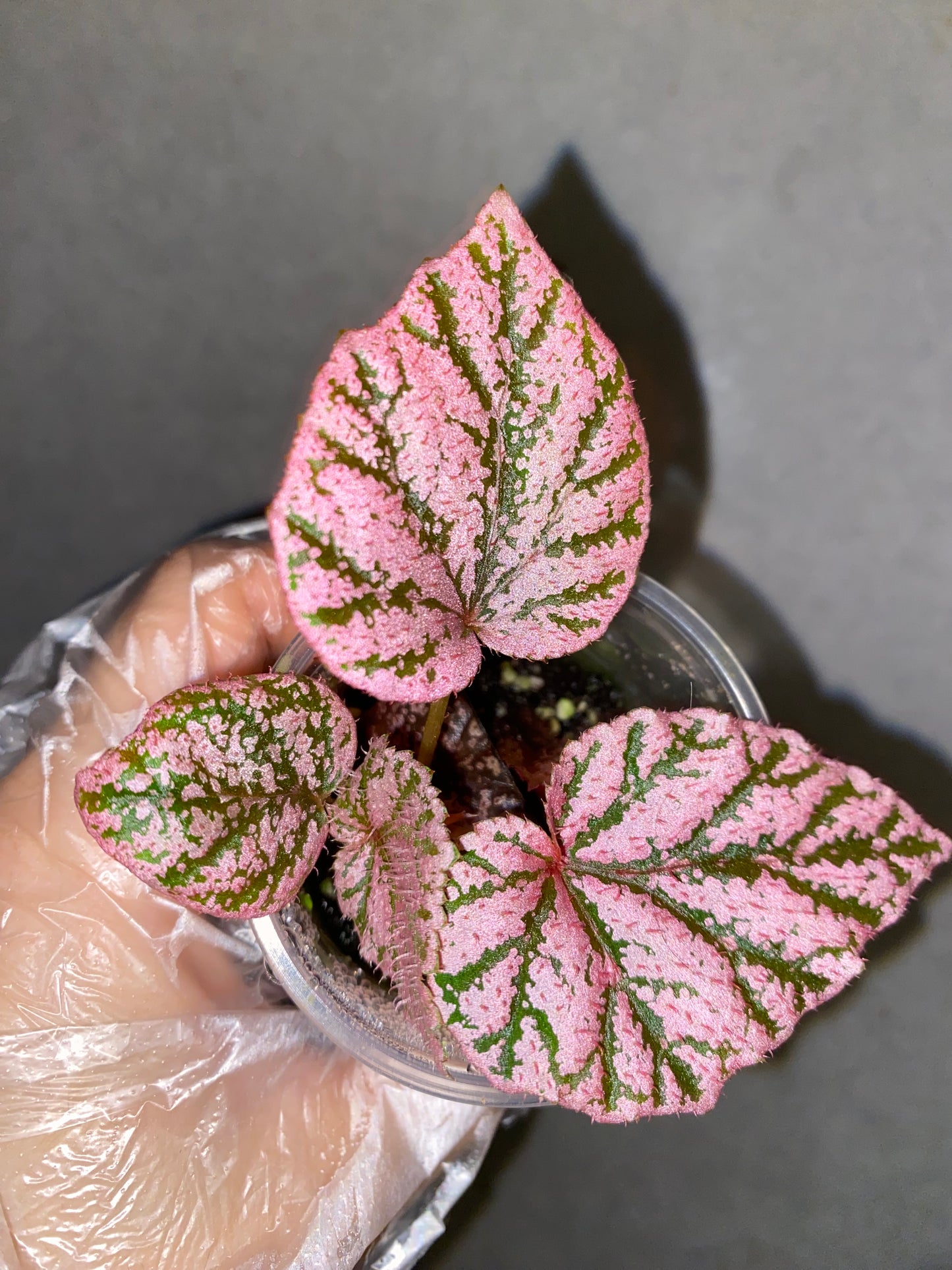 🌿 Begonia 'Tingley Mallet'