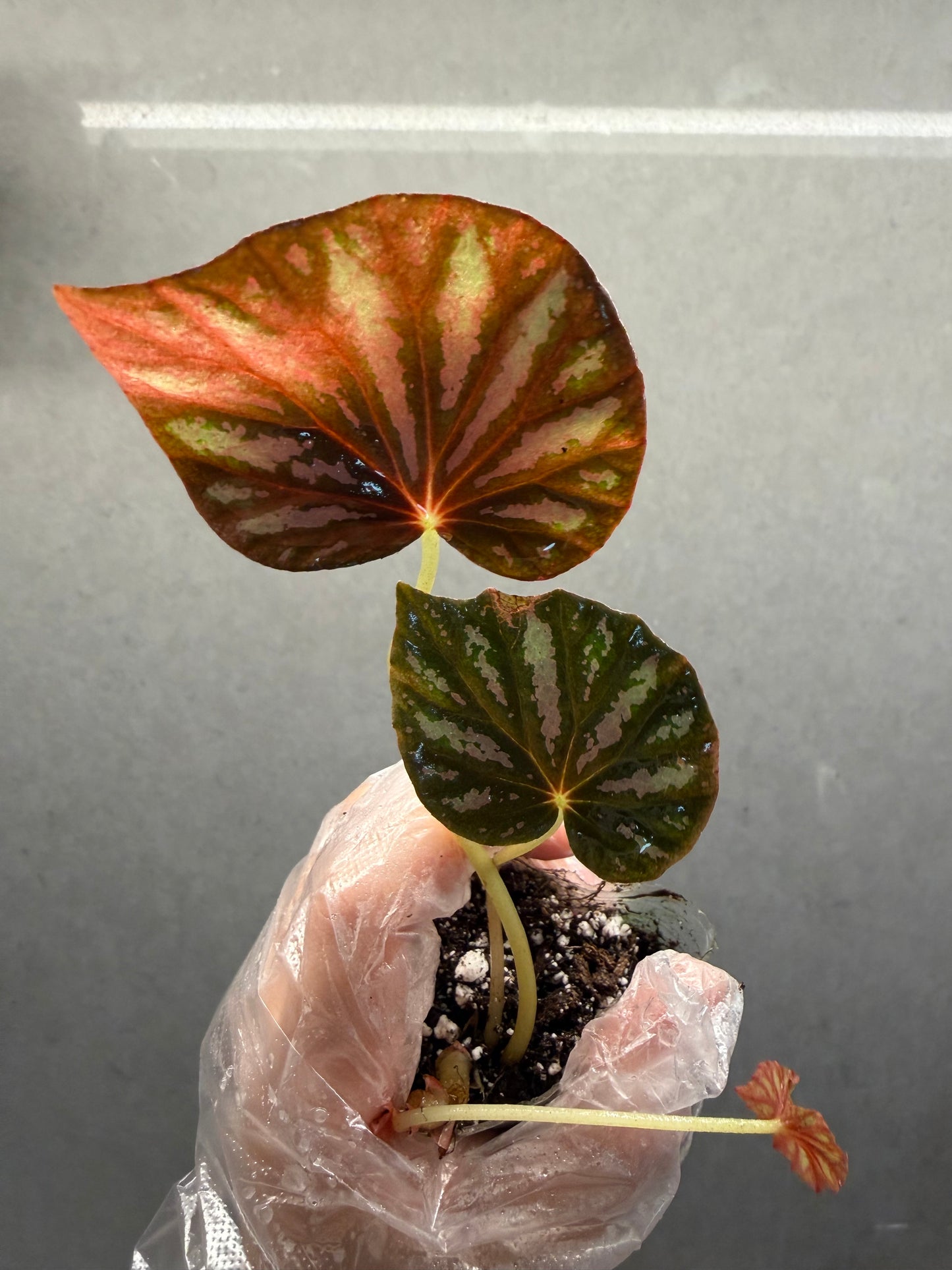 🌿 Begonia 'Candy Stripe'
