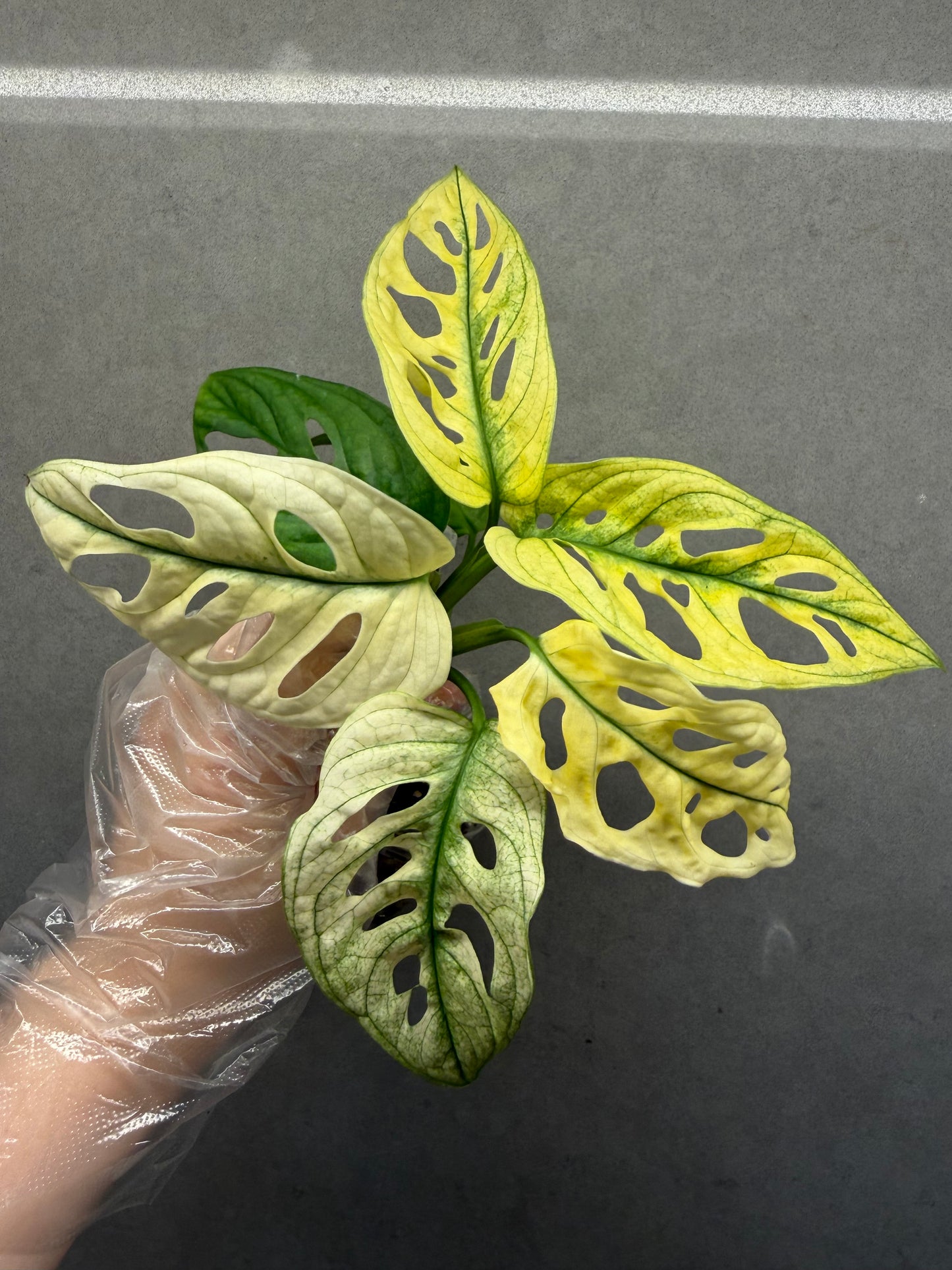 🌿monstera adansonii white monster