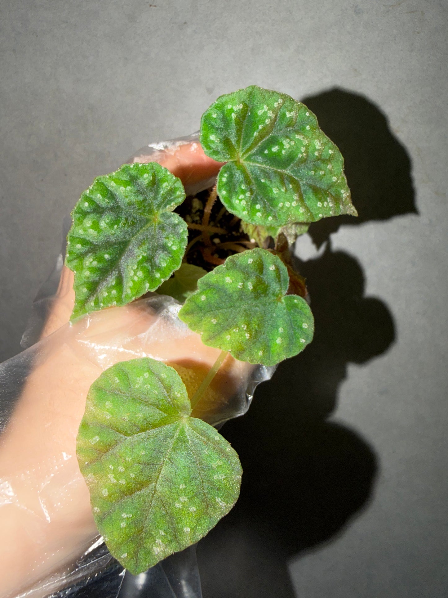 🌿Begonia pseudoedulis