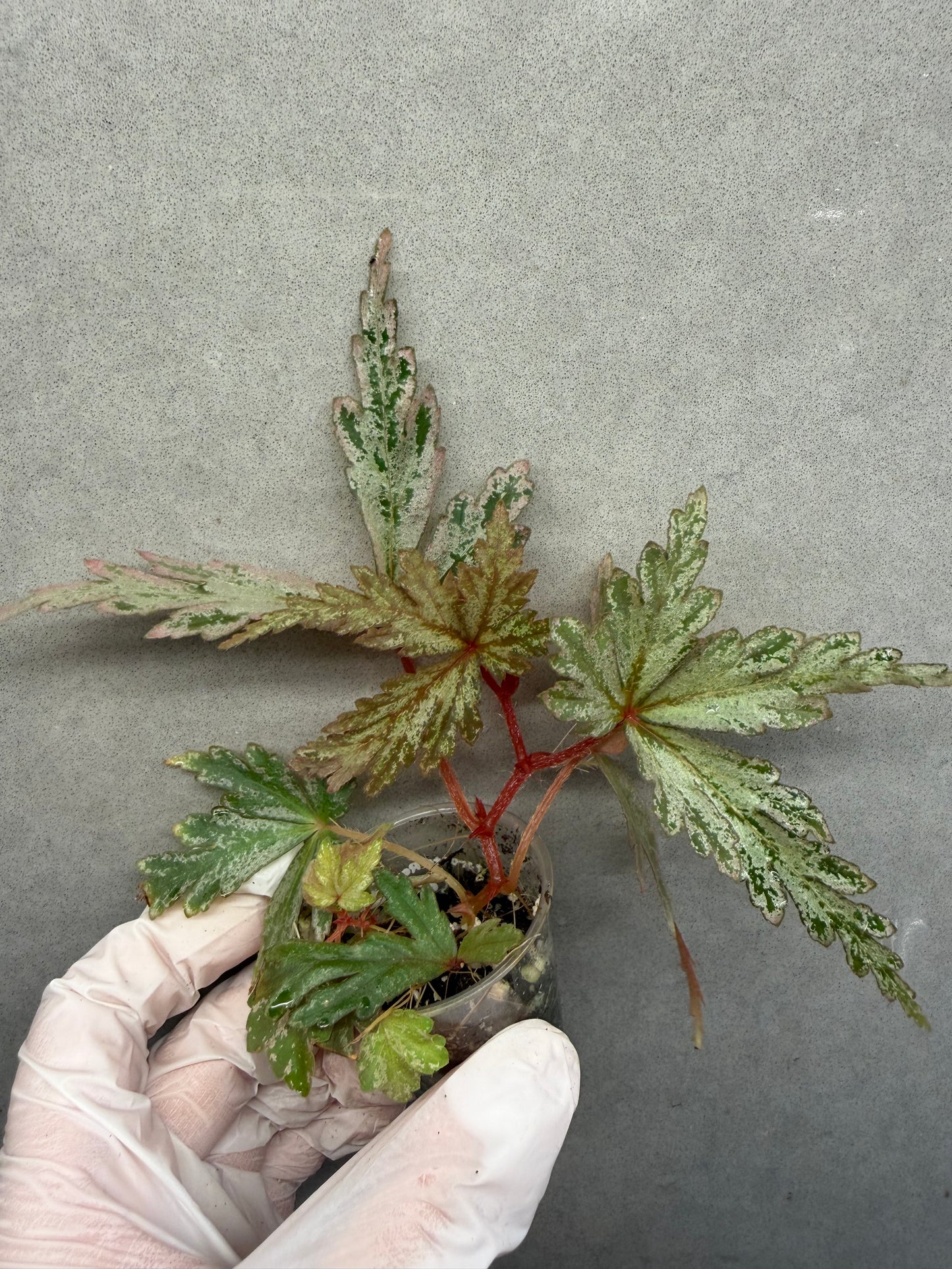 🌿Begonia polilloensis x rajah