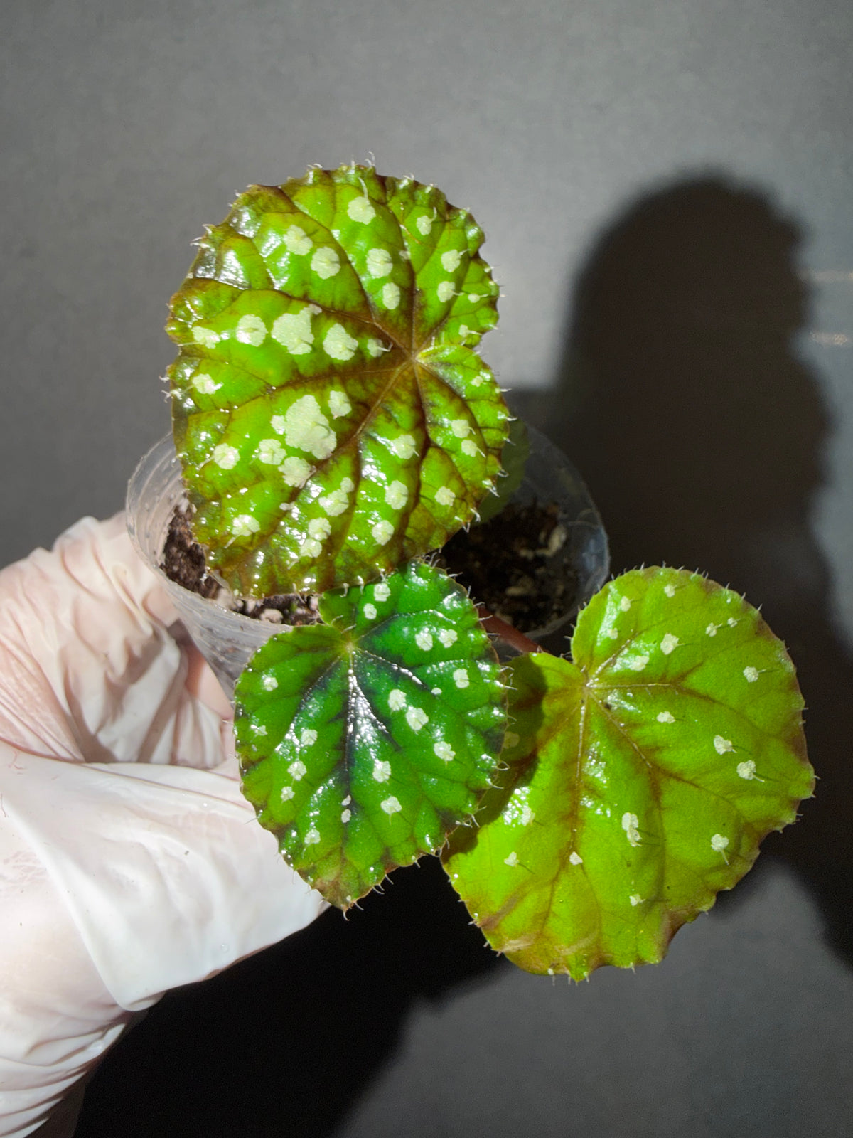 🌿Begonia DS-Little Bead