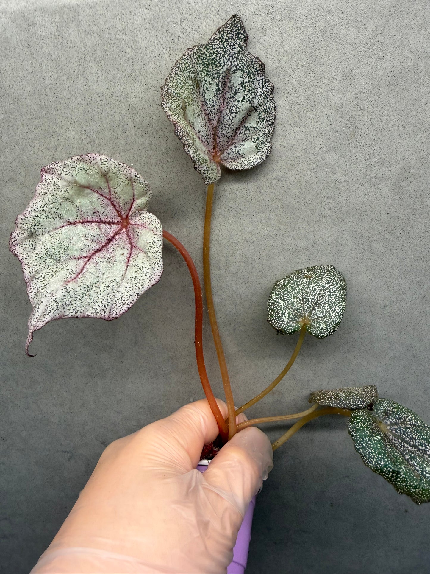 🌿 Begonia 'Margaret'